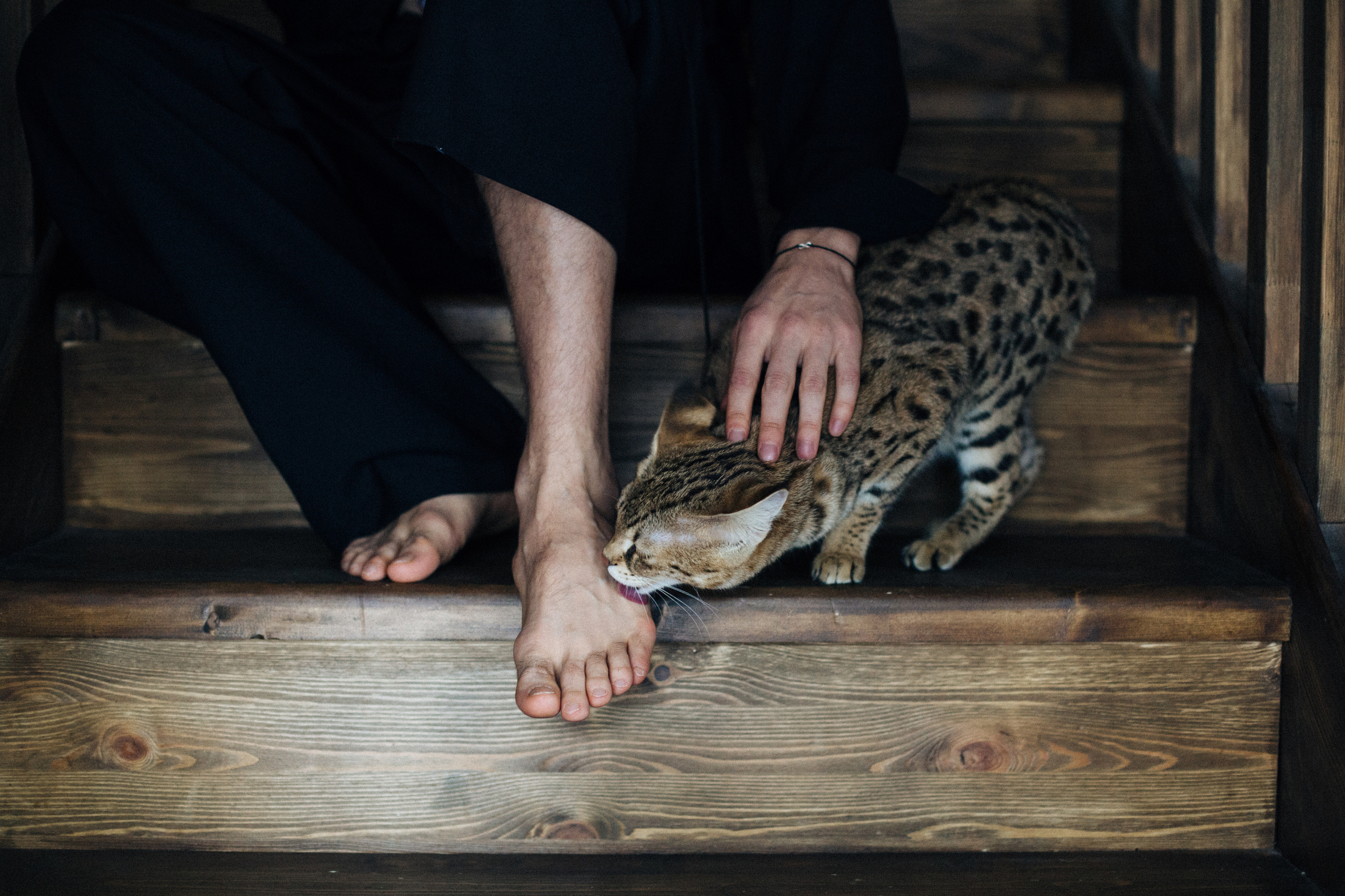 Фотосессия для ведущего с котятами. Александр Чернин. Семейный и событийный фотограф