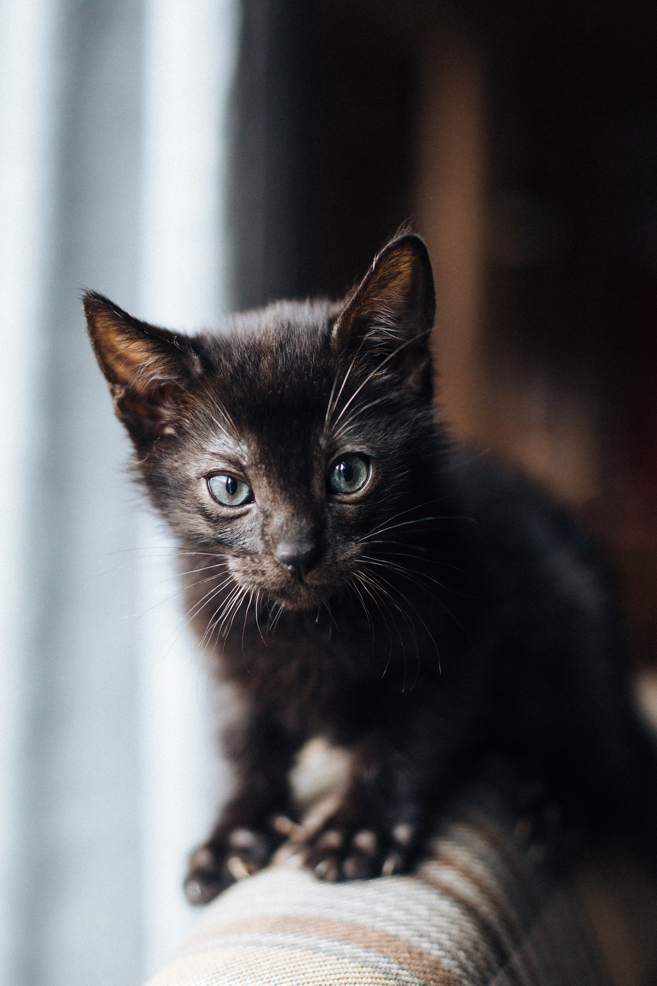 Фотосессия для ведущего с котятами. Александр Чернин. Семейный и событийный фотограф