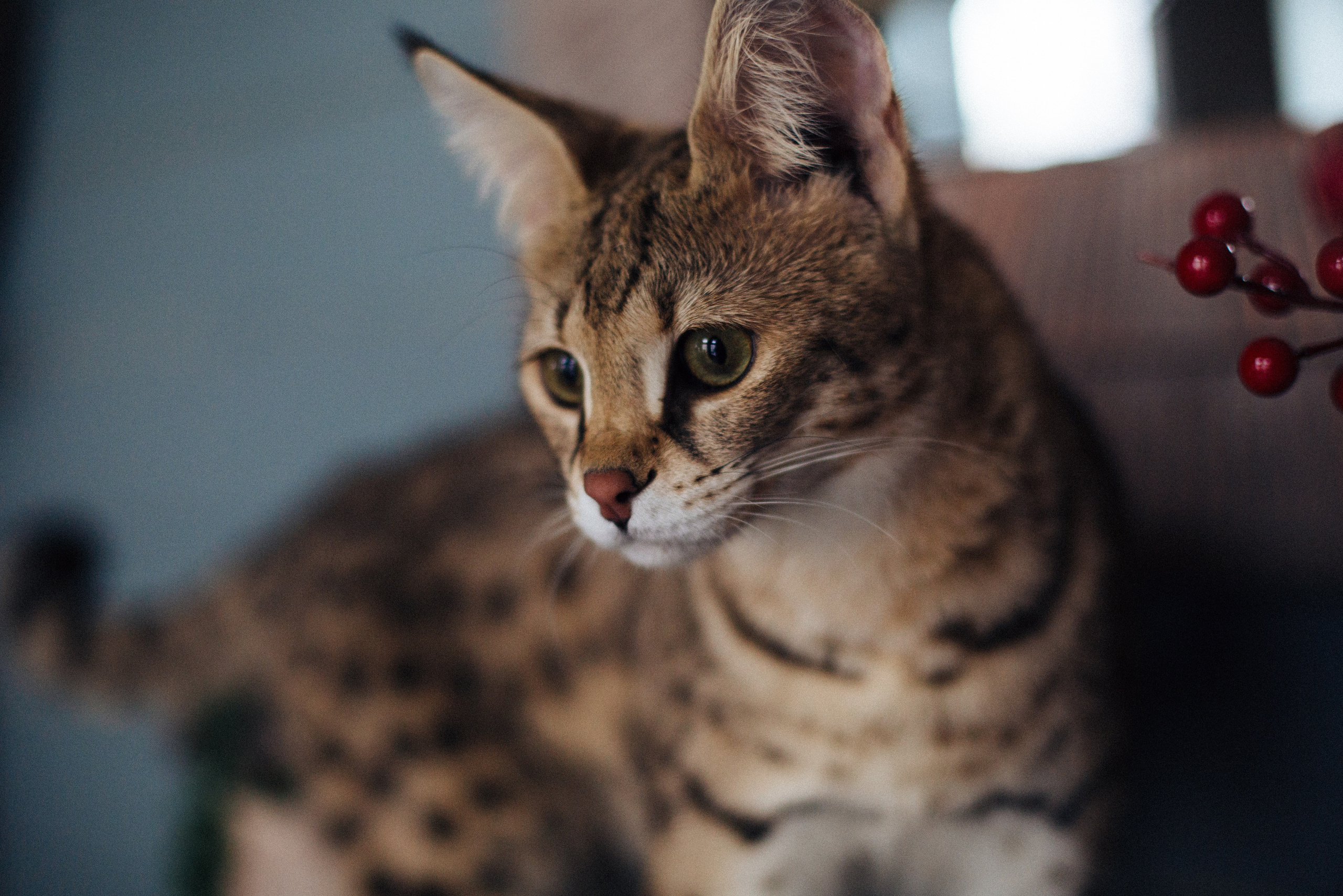 Фотосессия для ведущего с котятами. Александр Чернин. Семейный и событийный фотограф