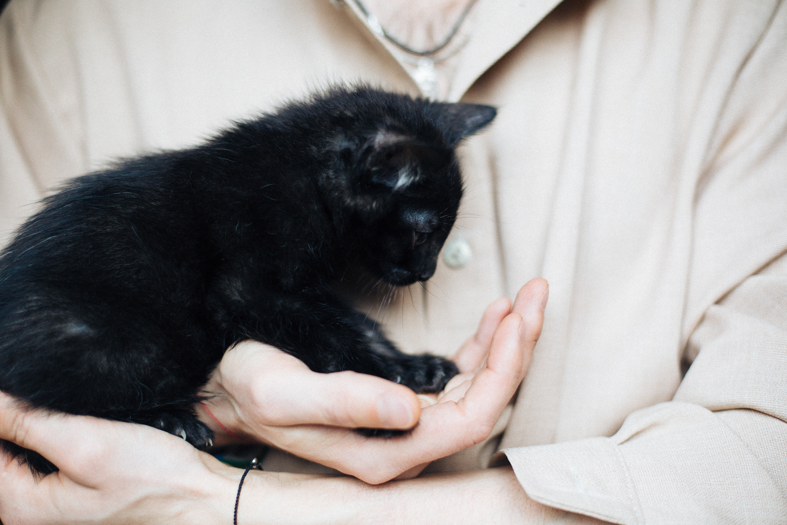 Фотосессия для ведущего с котятами. Александр Чернин. Семейный и событийный фотограф