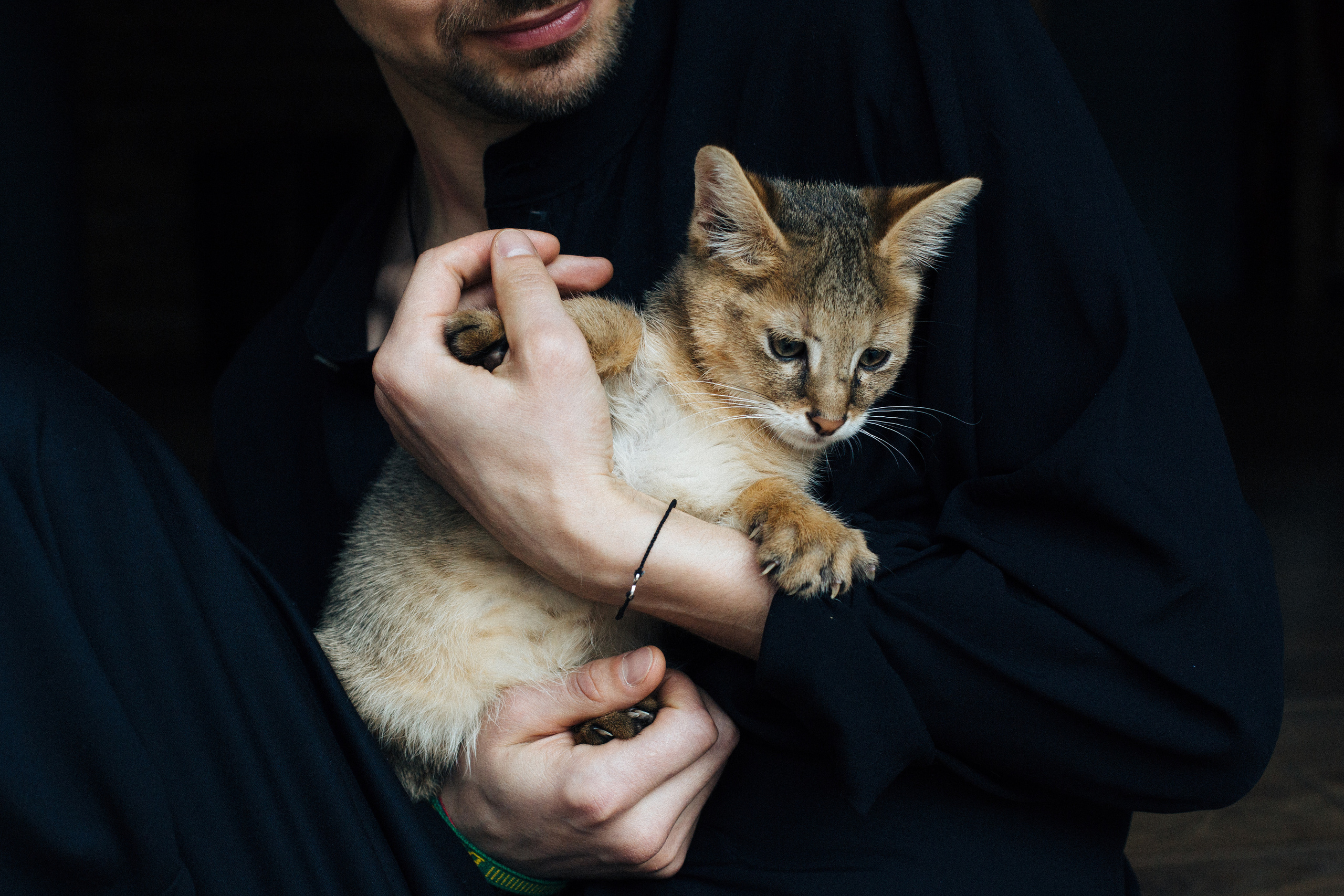 Фотосессия для ведущего с котятами. Александр Чернин. Семейный и событийный фотограф