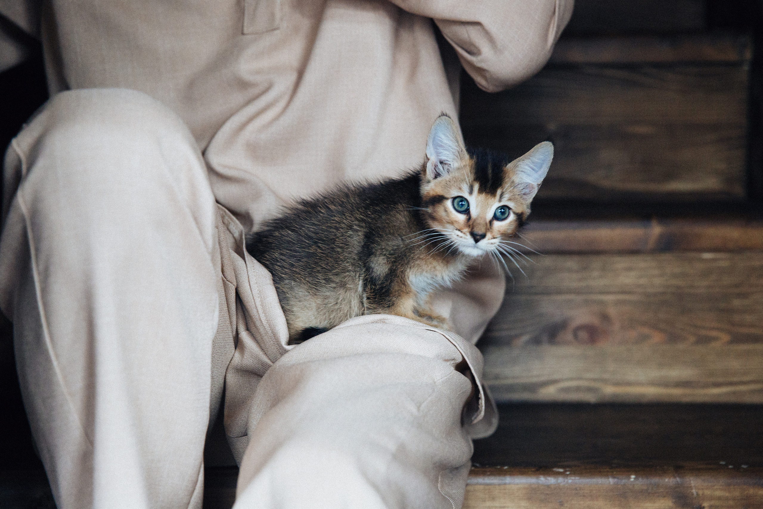 Фотосессия для ведущего с котятами. Александр Чернин. Семейный и событийный фотограф