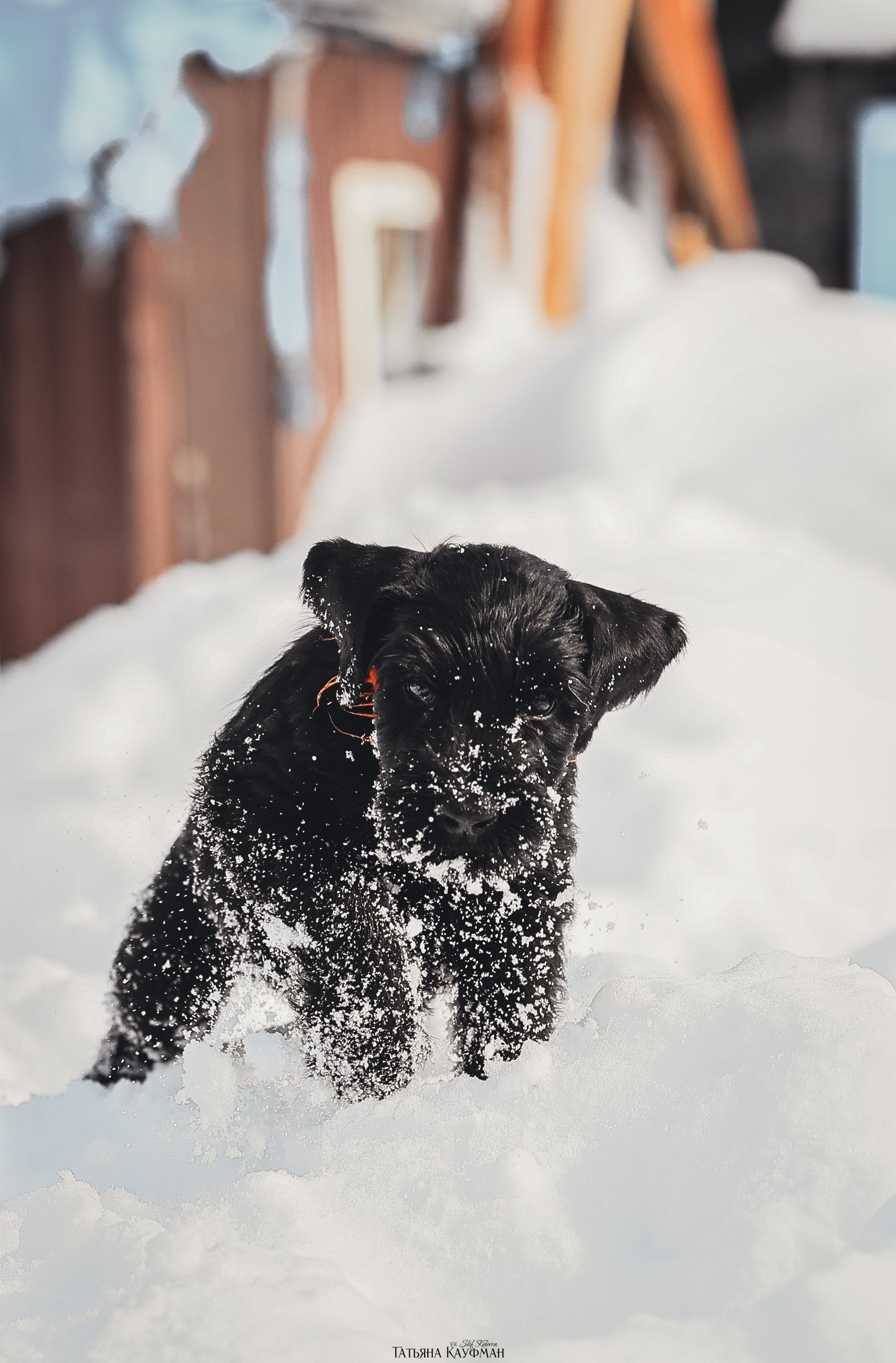 Ризеншнауцер, щенки ризеншнауцера, купить ризеншнауцера, купить щенка, ризеншнауцер Новосибирск, фотосъемка щенков, фотосессия собак, заказать фотосессию, фотографии щенков, сфотографировать щенка, фотограф Анималист, фотограф собак Новосибирск, фотограф анималист Новосибирск
