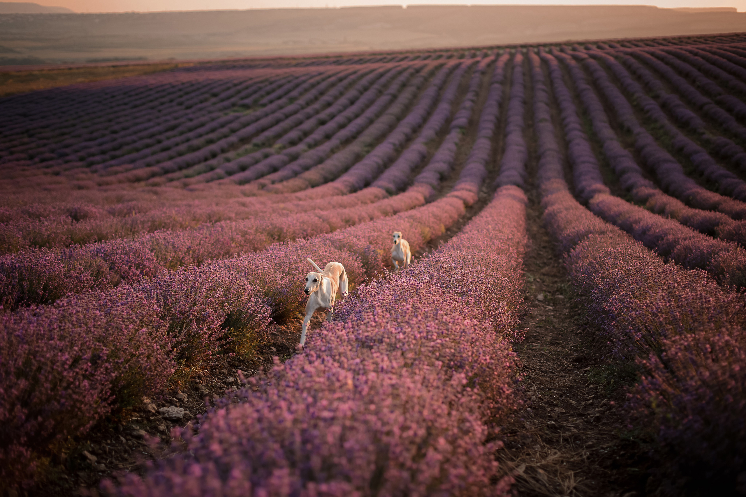 Уиппеты на лавандовом поле в Крыму. Фотограф-анималист в Краснодаре Маша Мельникова