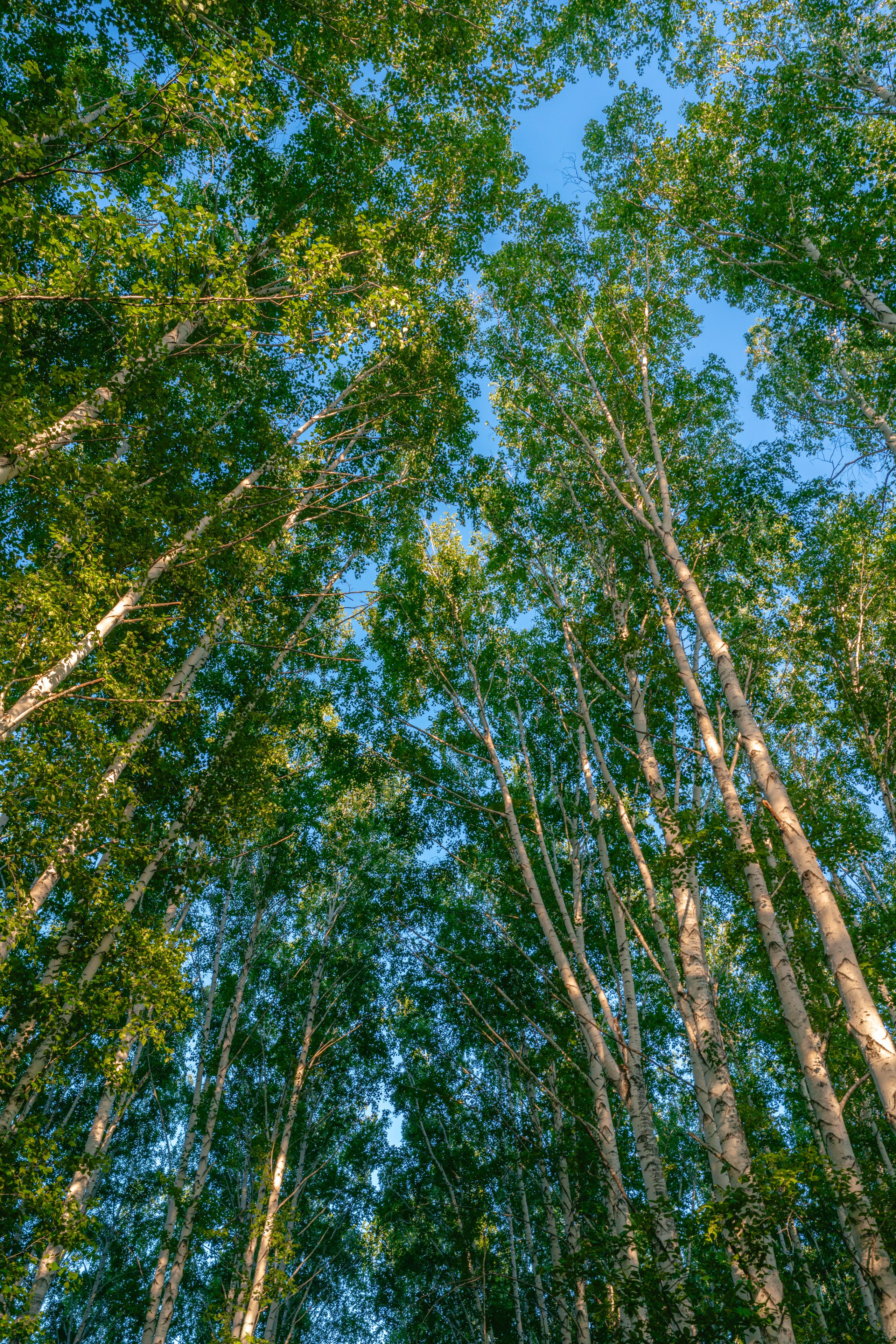 Усть-Каменогорск, Казахстан, Июнь–Июль 2024