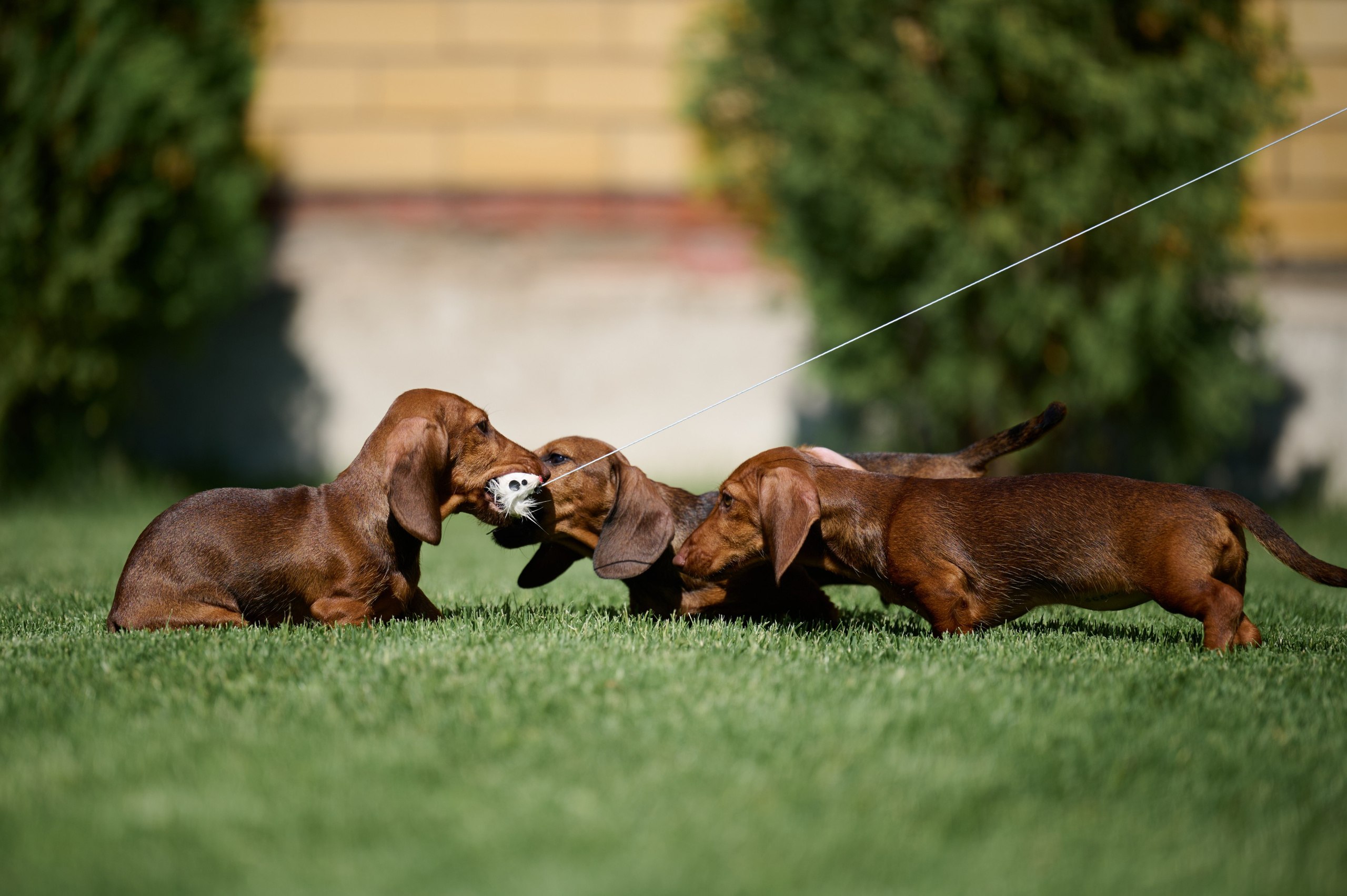 Щенки и котята на улице. Фотограф анималист в Казани Алина Сулейманова. Фотограф животных