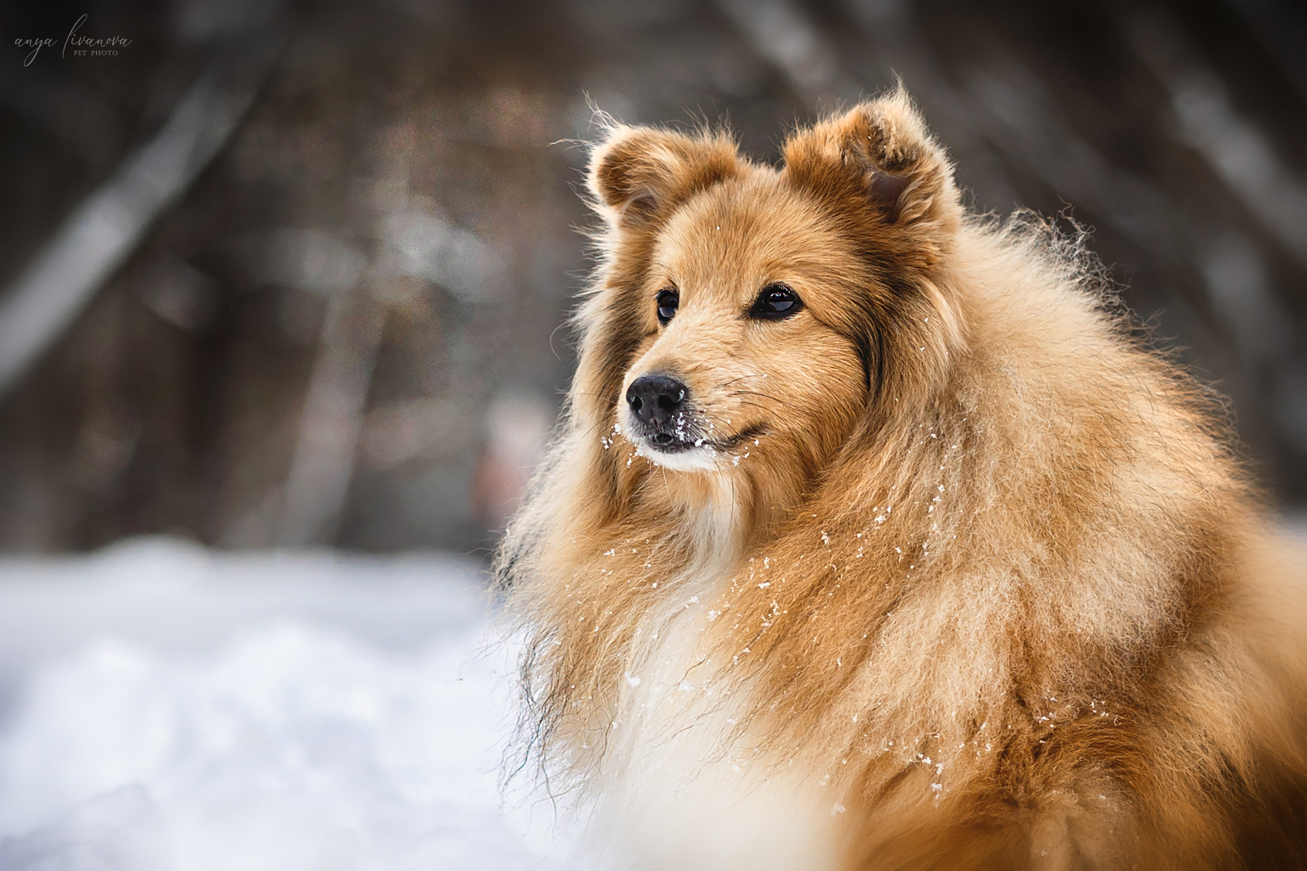 Скиф. Фотограф анималист Аня Ливанова | Рыбинск