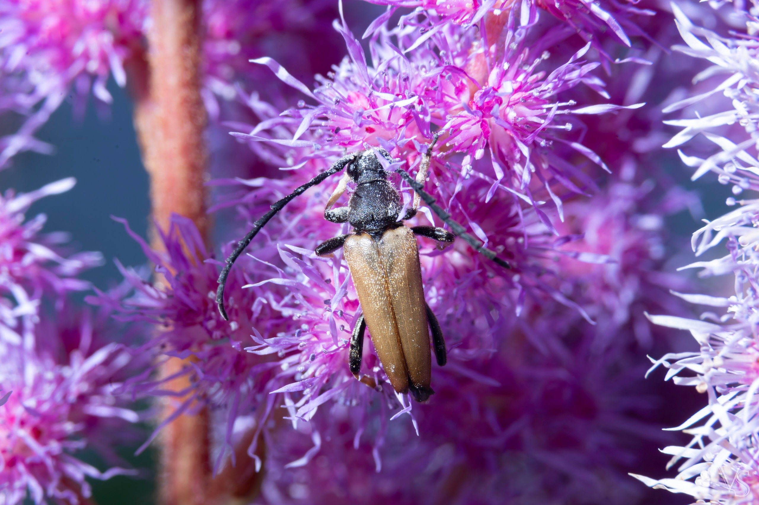 Макро. Фотограф Виктор Степанов