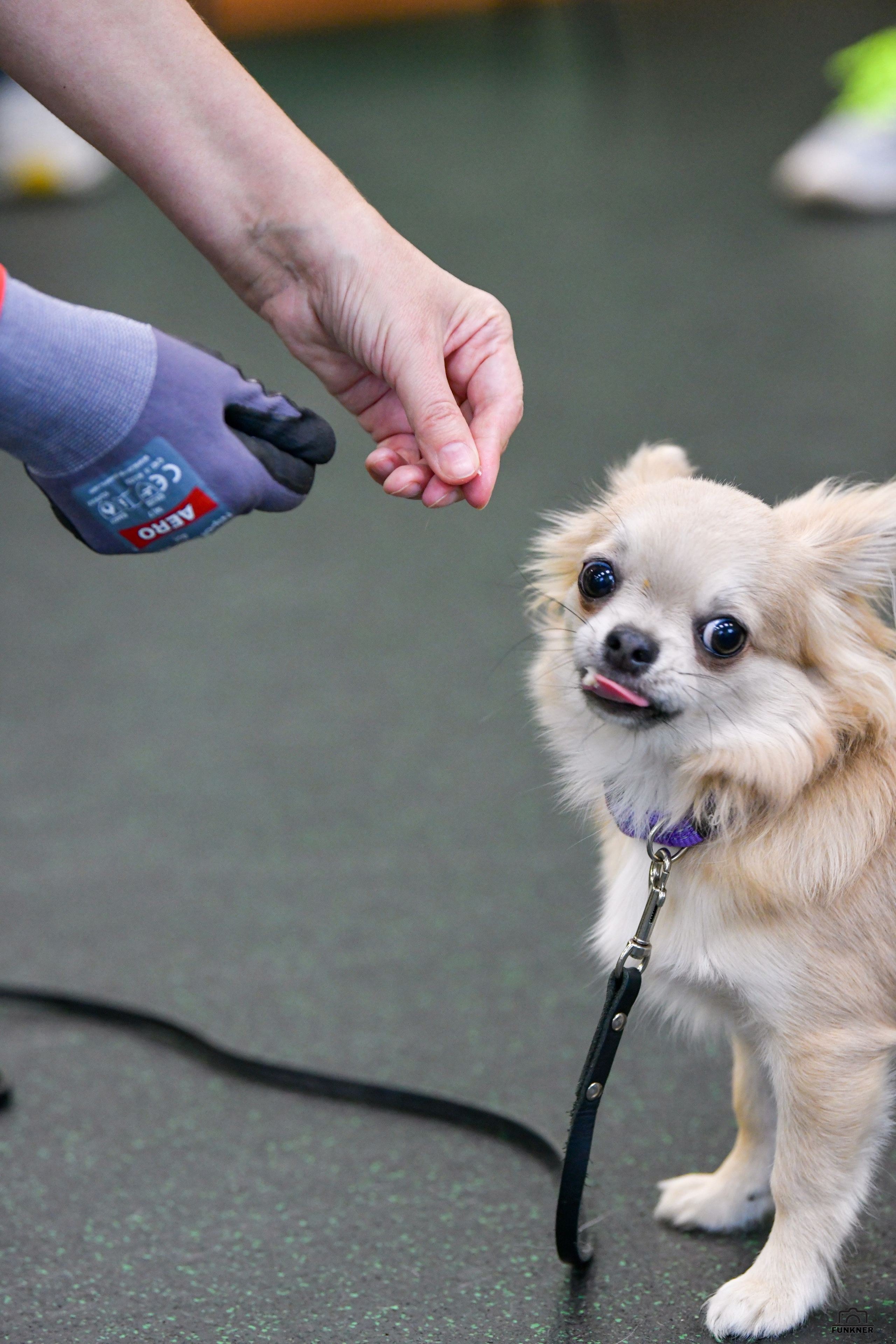Кинологический клуб «Бодрый хвост». Свой взгляд через объектив