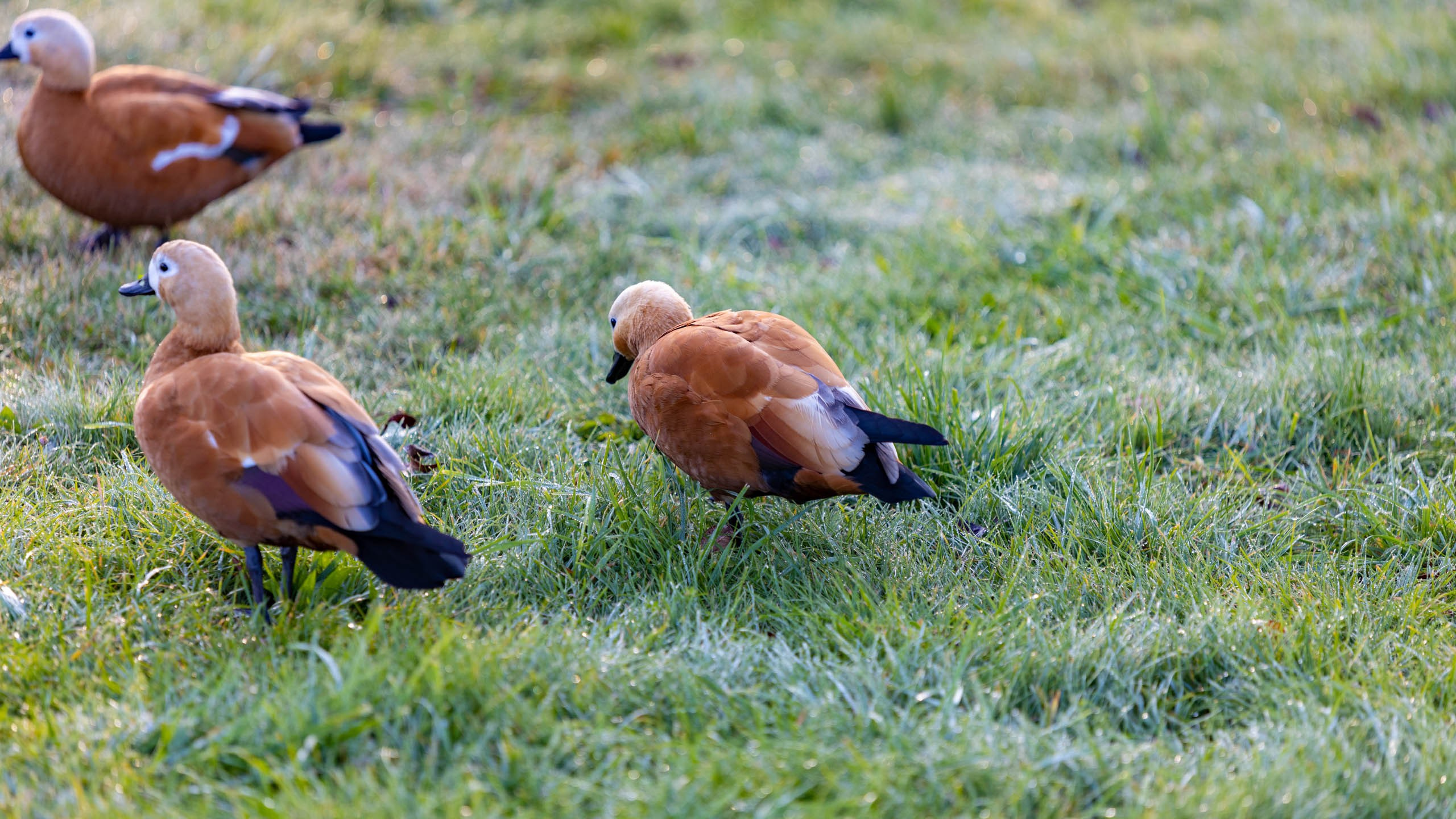 2023 09 Царицыно. Фотографии