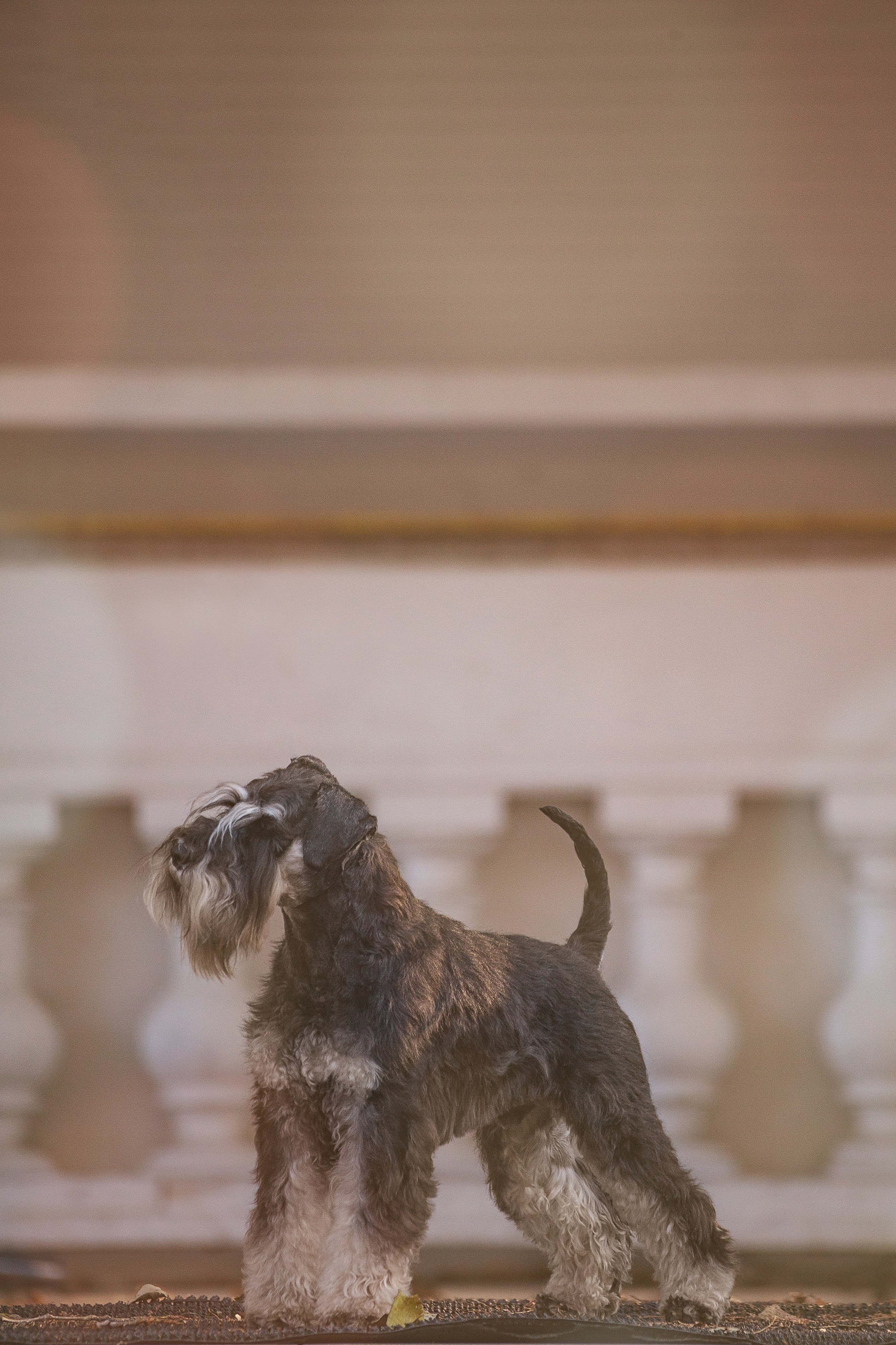 Собаки на улице. Slavilada-Лапки. Свет. Любовь… Профессиональная фотосессия питомцев Для памяти, пристройства и продажи. Хабаровск