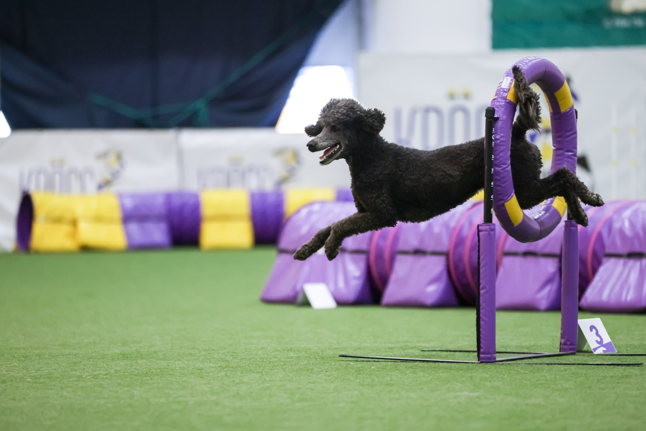 Репортажная съёмка спортивных мероприятий. ESHE_PHOTO Фотограф анималист в Москве и Московской области