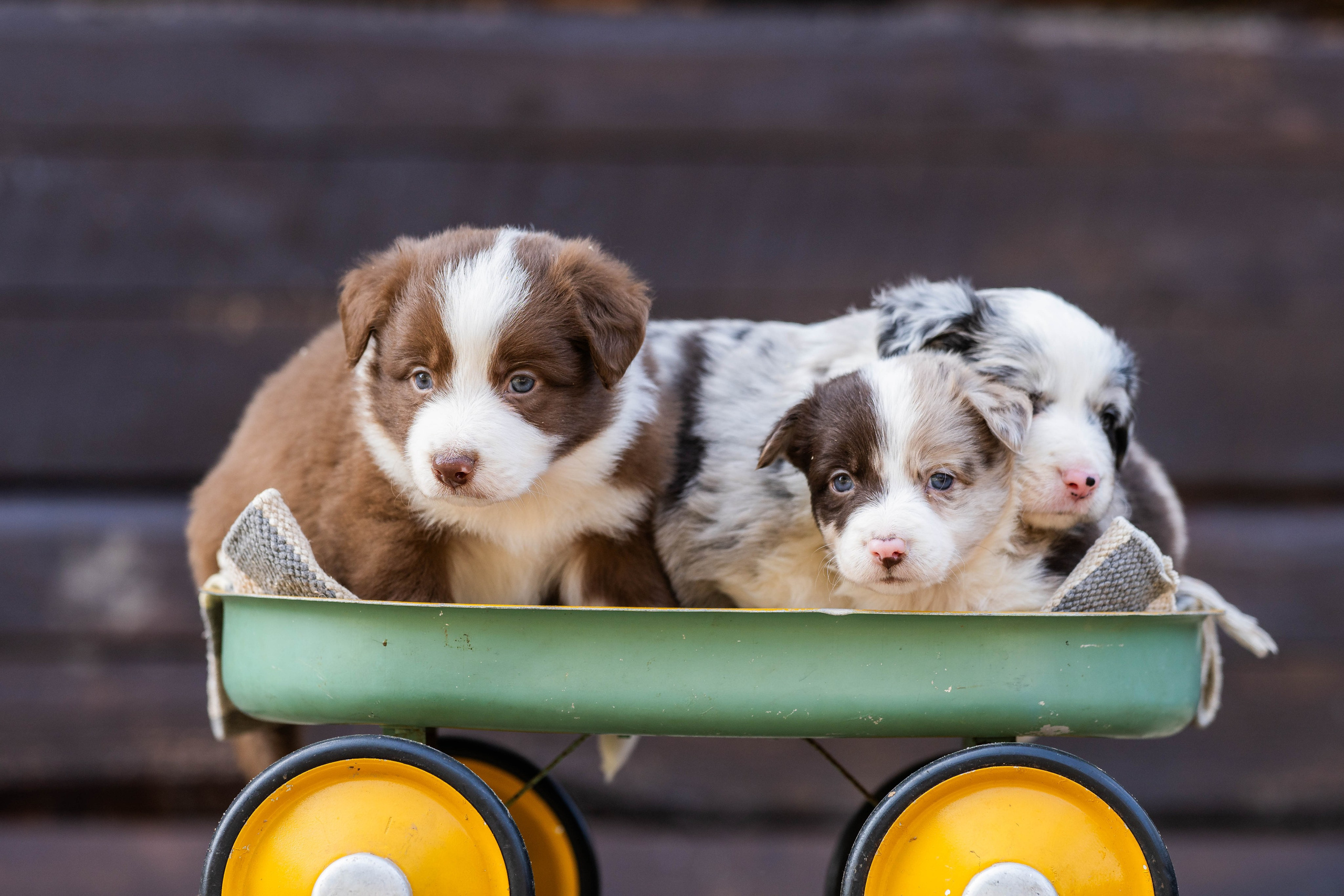 Фритсвит. Семейный фотограф Ефремова Виктория