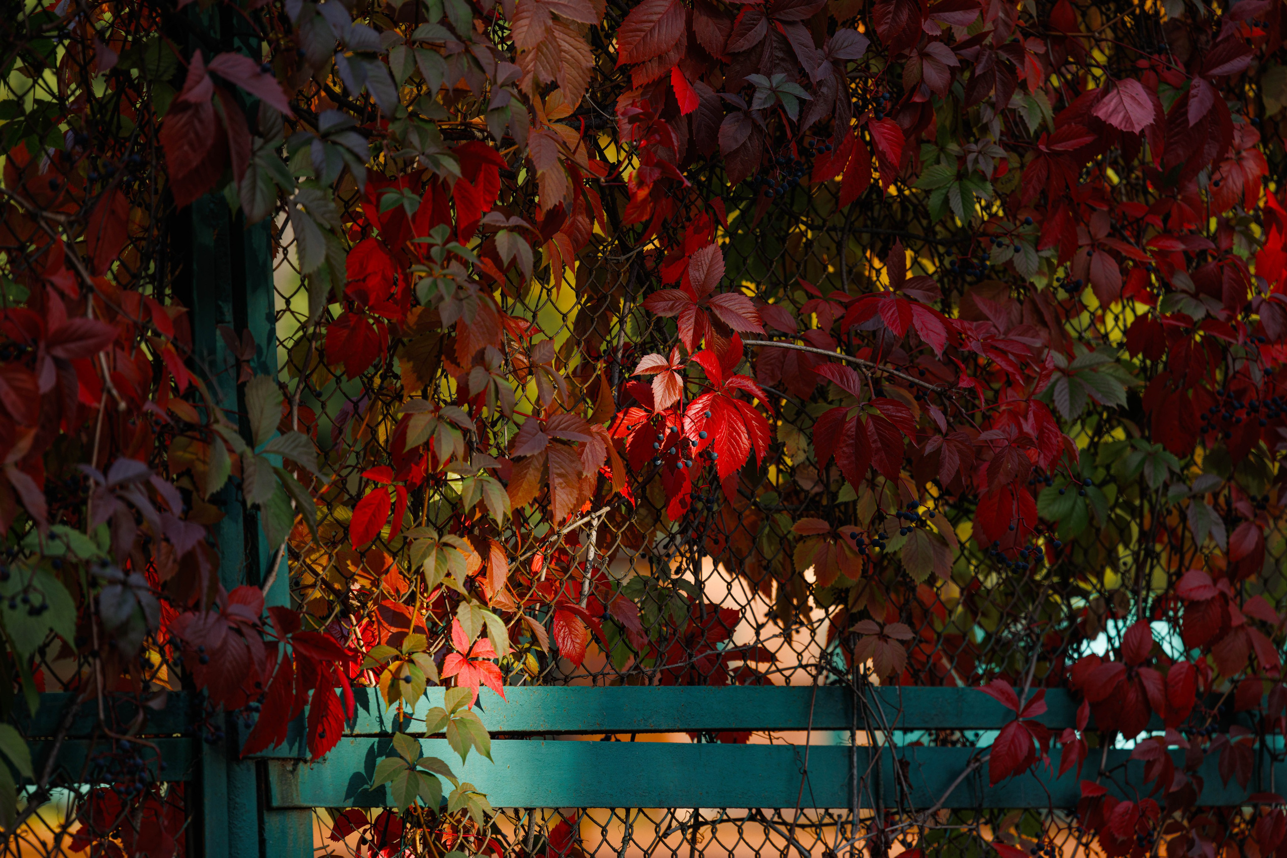 Парк Екатерингоф. Фотограф Балаев Михаил