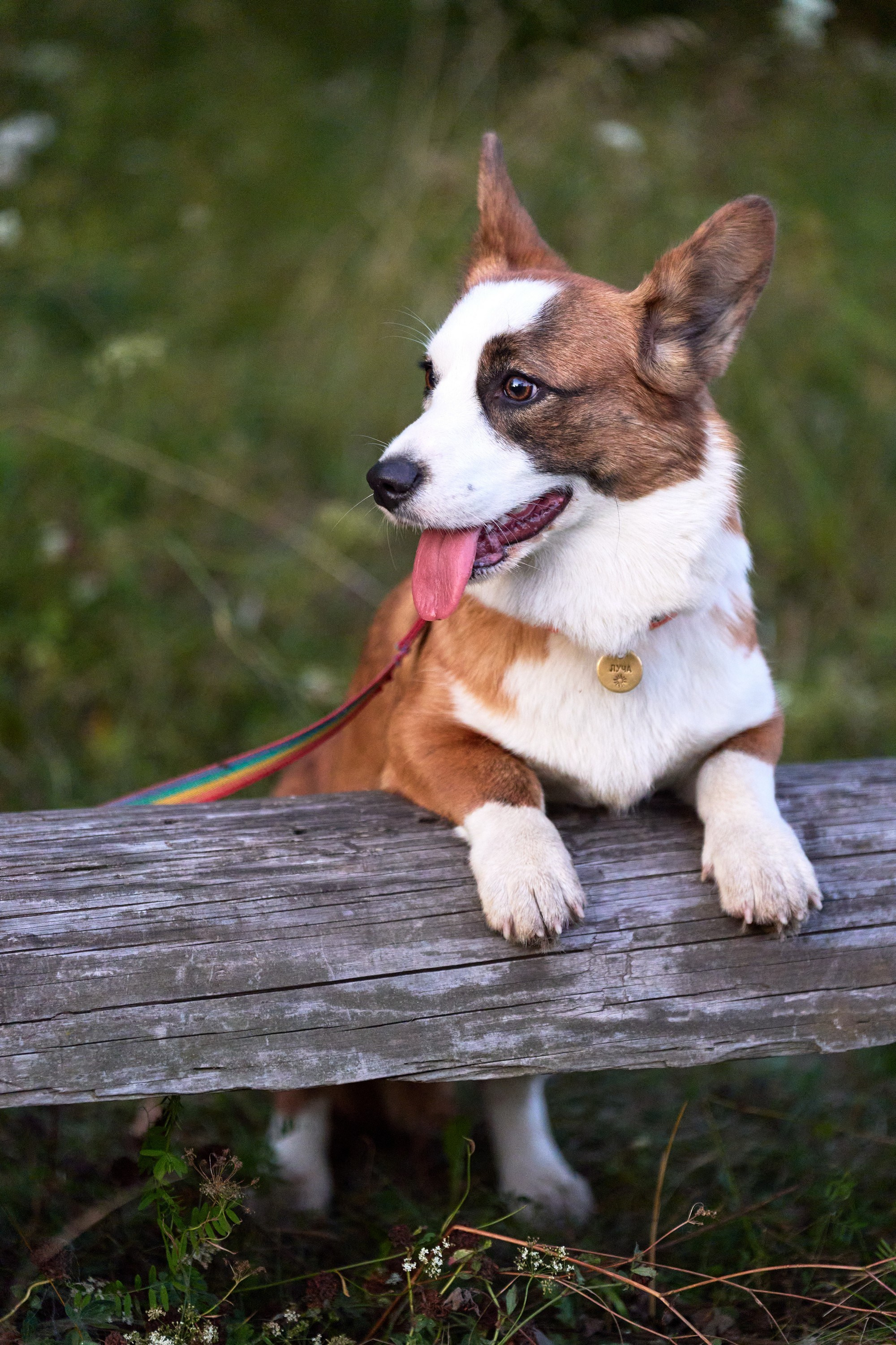 Съемка собак. Фотограф в Екатеринбурге Анастасия Фе