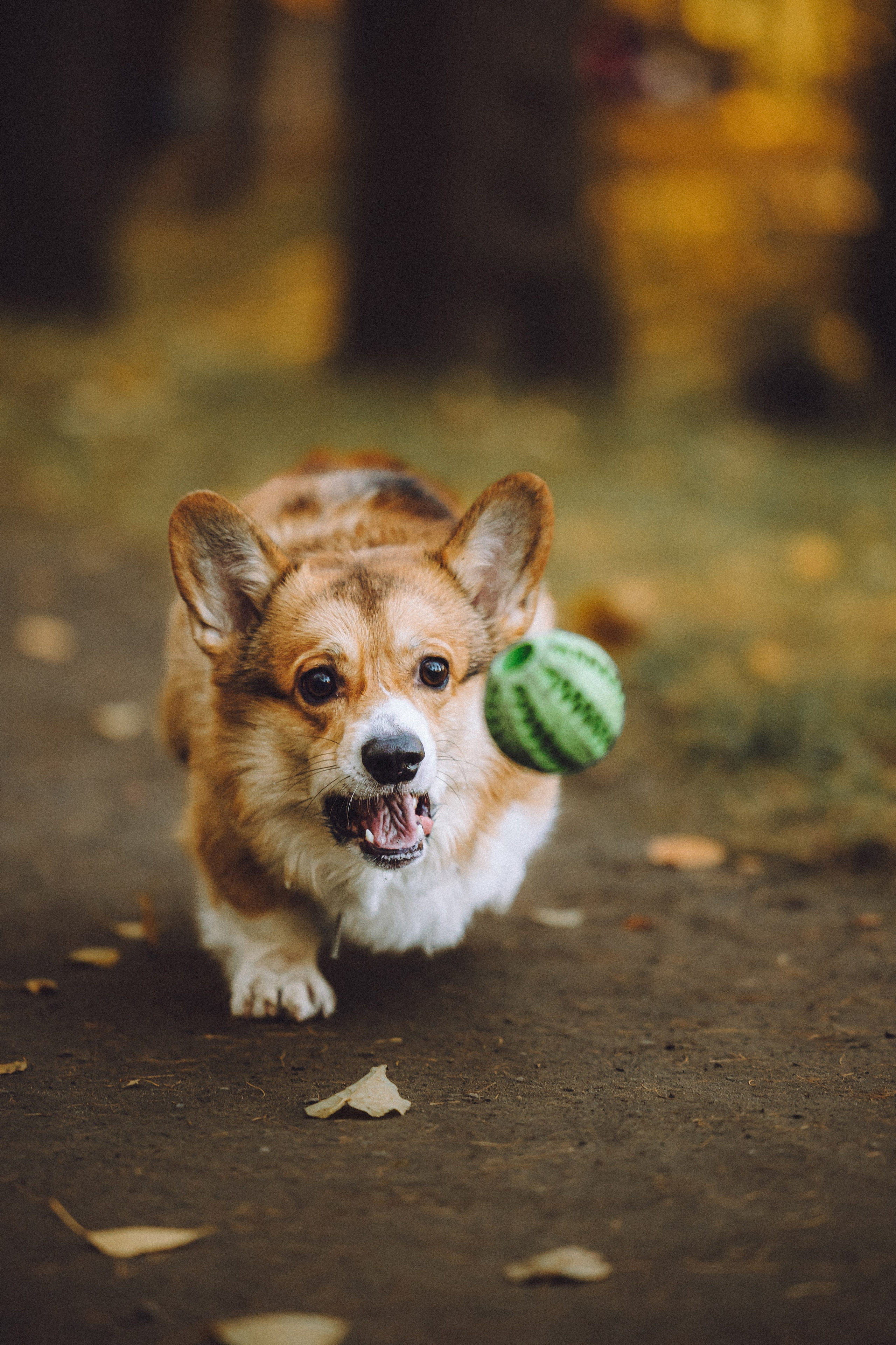 Карина, Даня и Аркаша