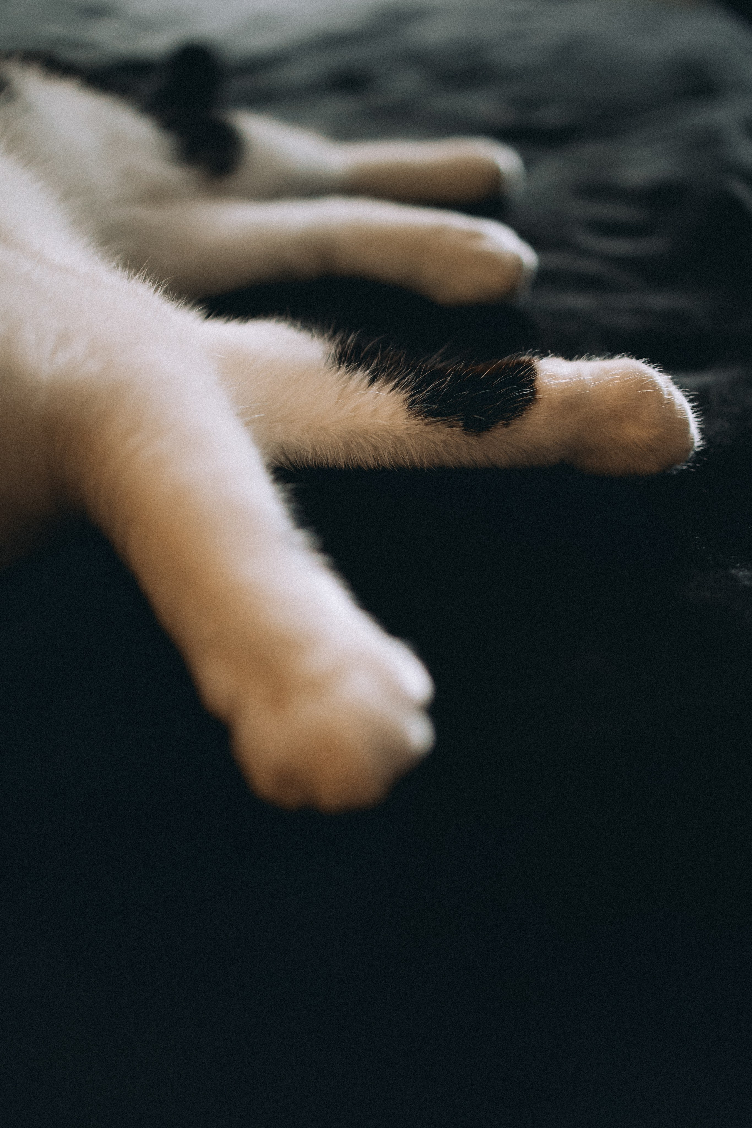 Рыся, Кепа и их семья