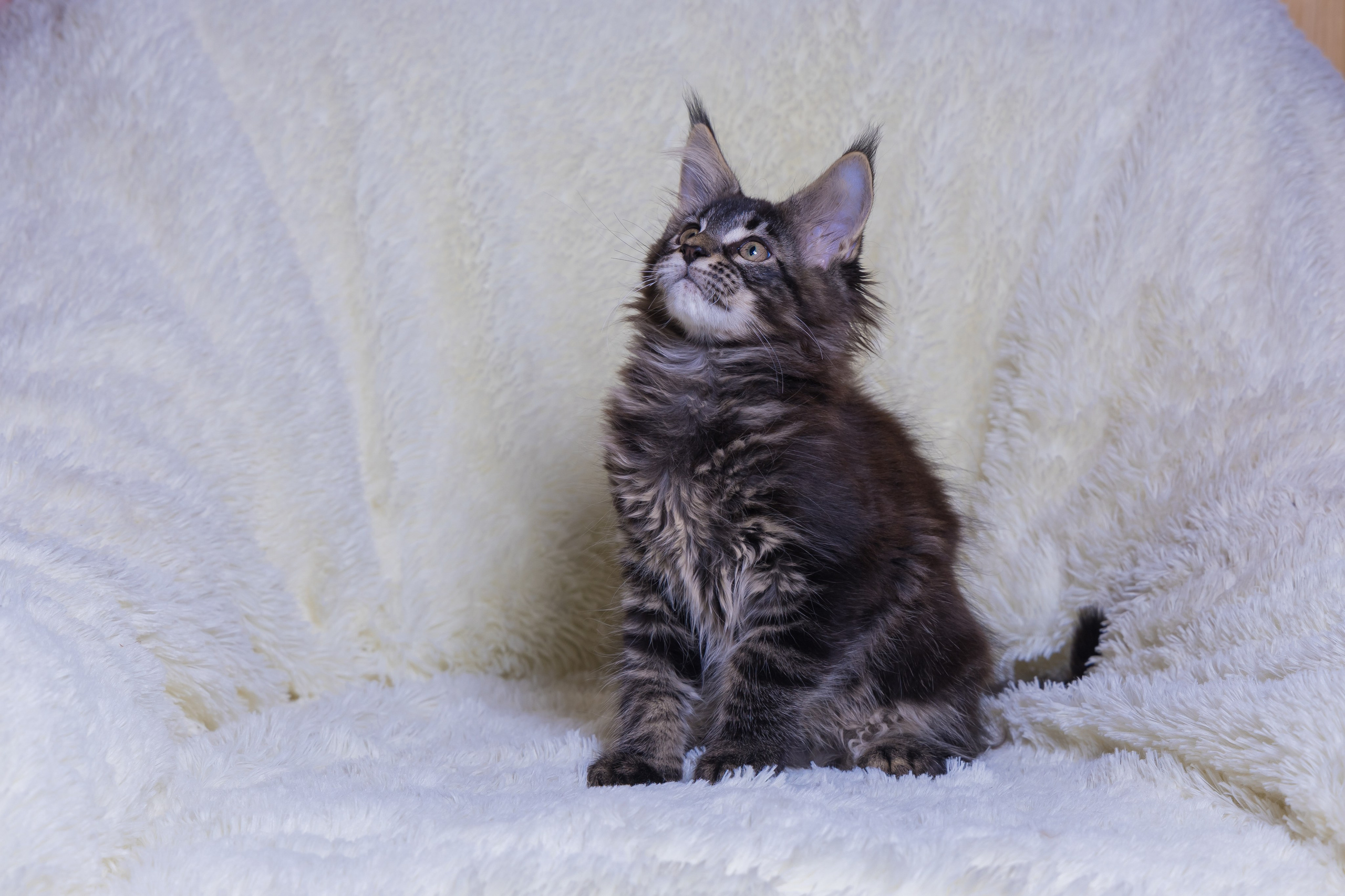 Котики. Photomantis