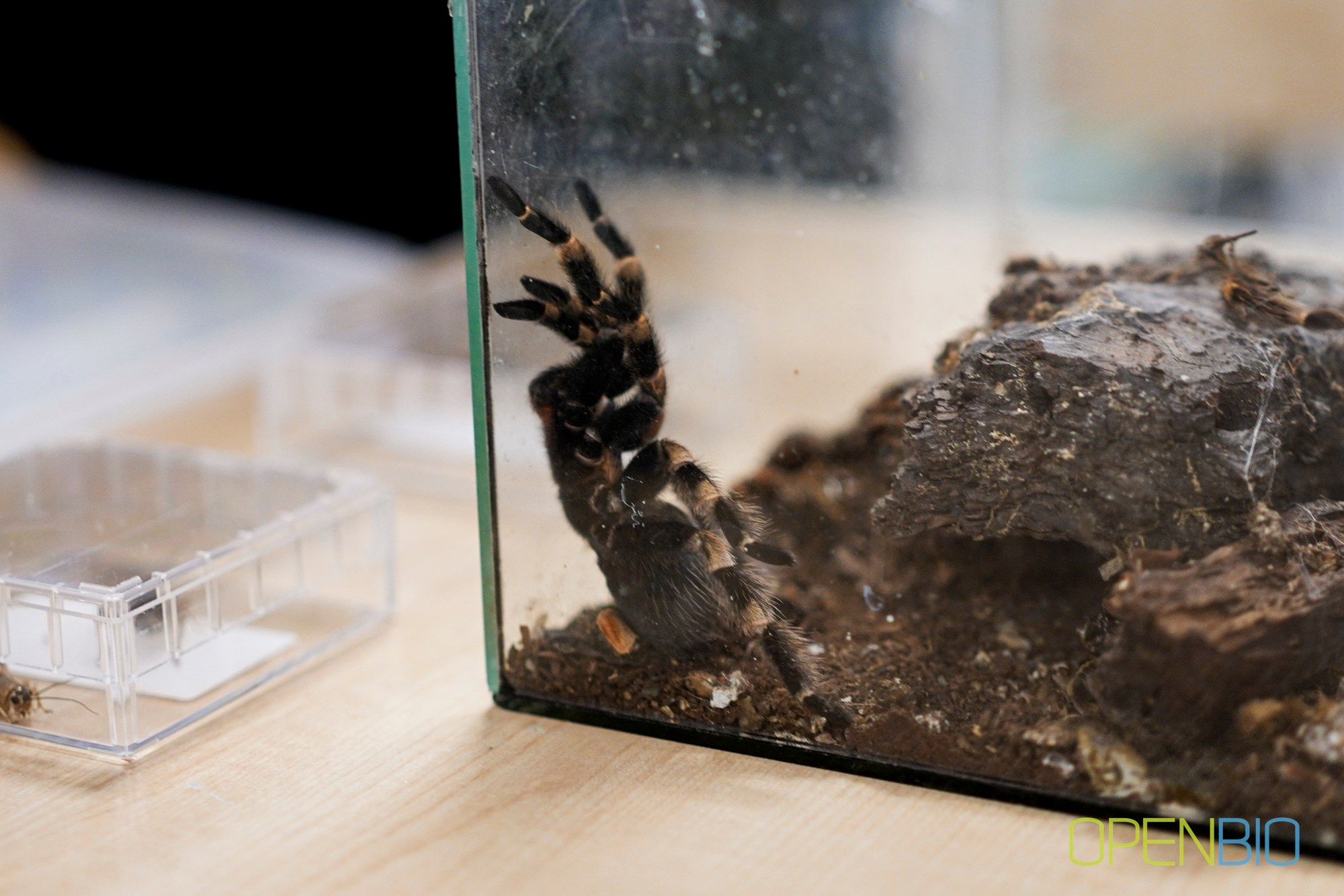 OpenBio | Форум 2024. #фотокаквкино | Фотографирую людей