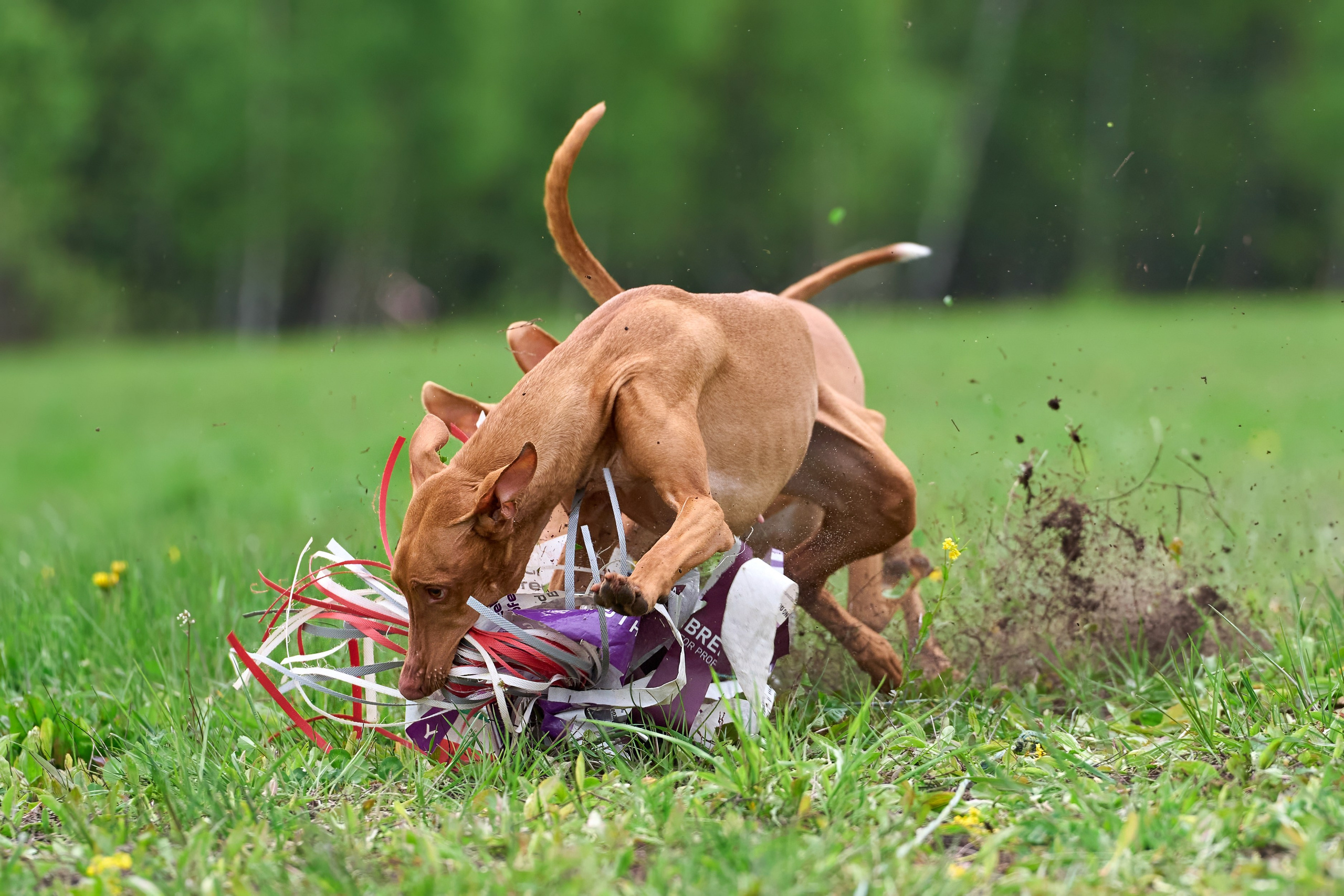 Тренировка по курсингу Донино. Фотограф-анималист Михаил Манухин
