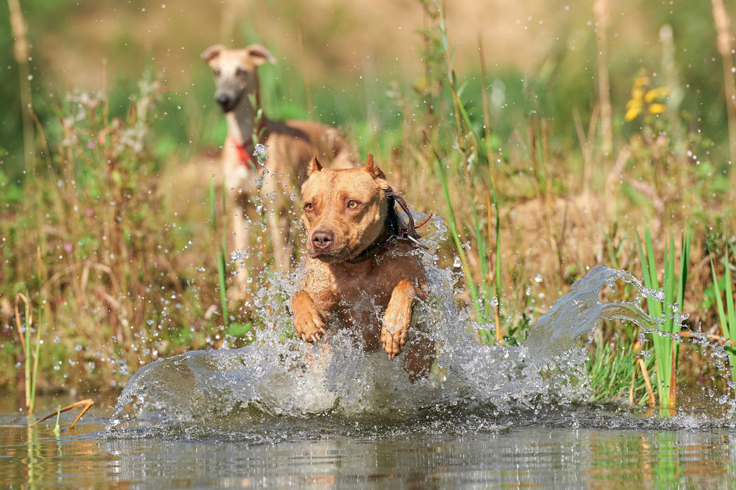 Фотосессии. Фотограф-анималист Михаил Манухин
