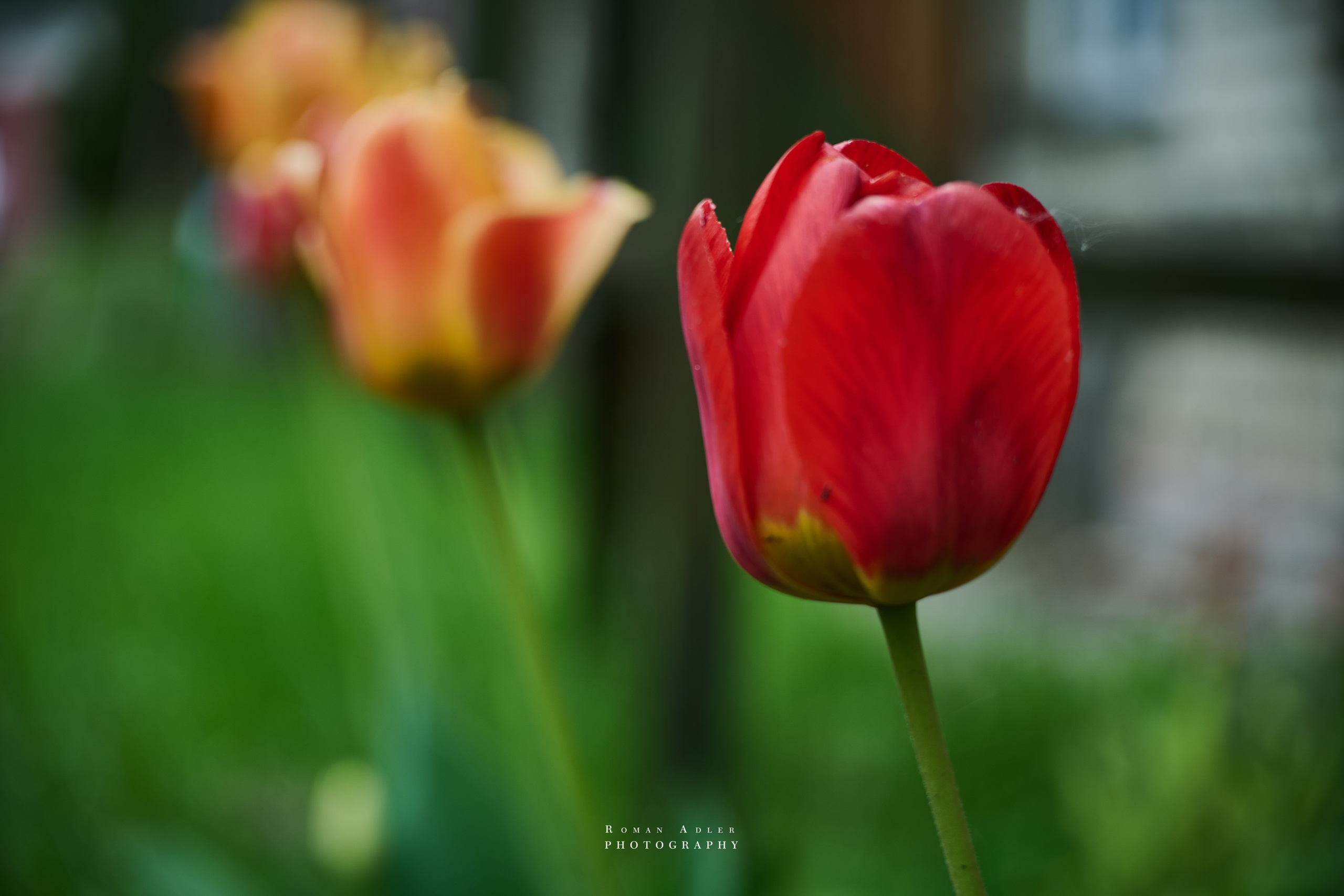 Фотографии весенних цветов. Фотограф Роман Адлер. Фотограф Роман Адлер