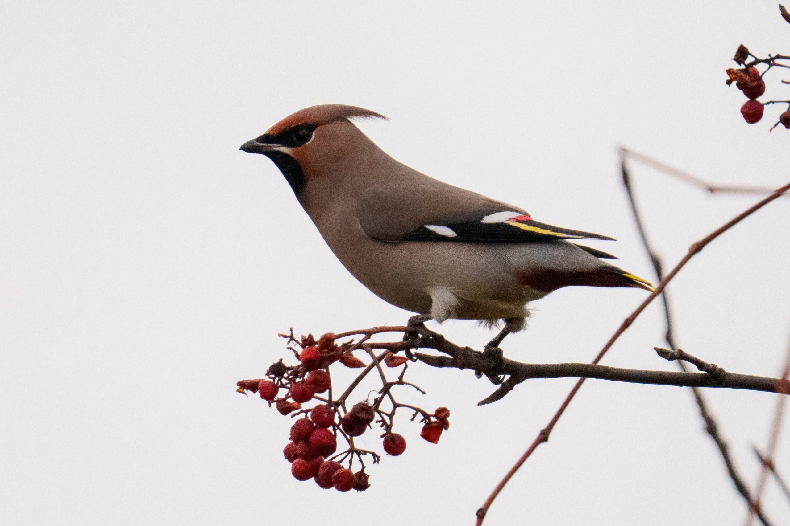 Animals — Животные