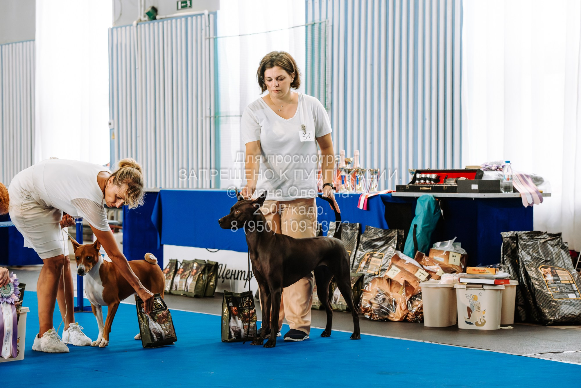 Национальная выставка собак всех пород ранга САС-IKU «Кубок Красноярск. Фотограф Диана Оленина Красноярск / Братск