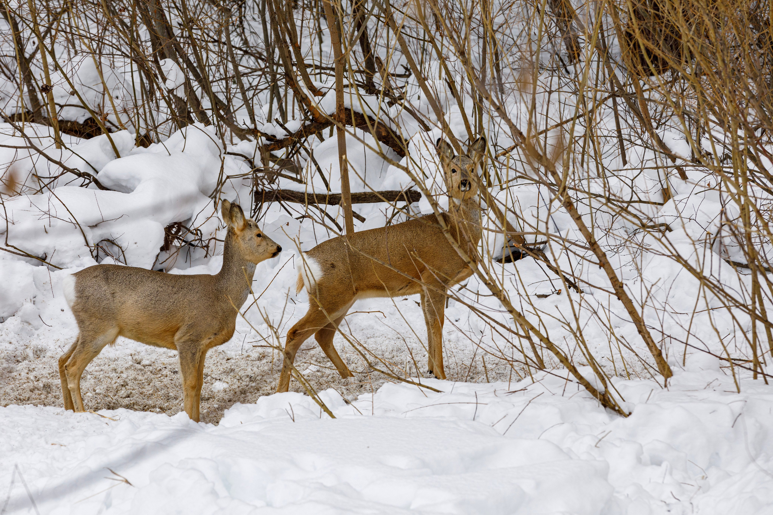 Косули. Фотограф Андрей Гузеев