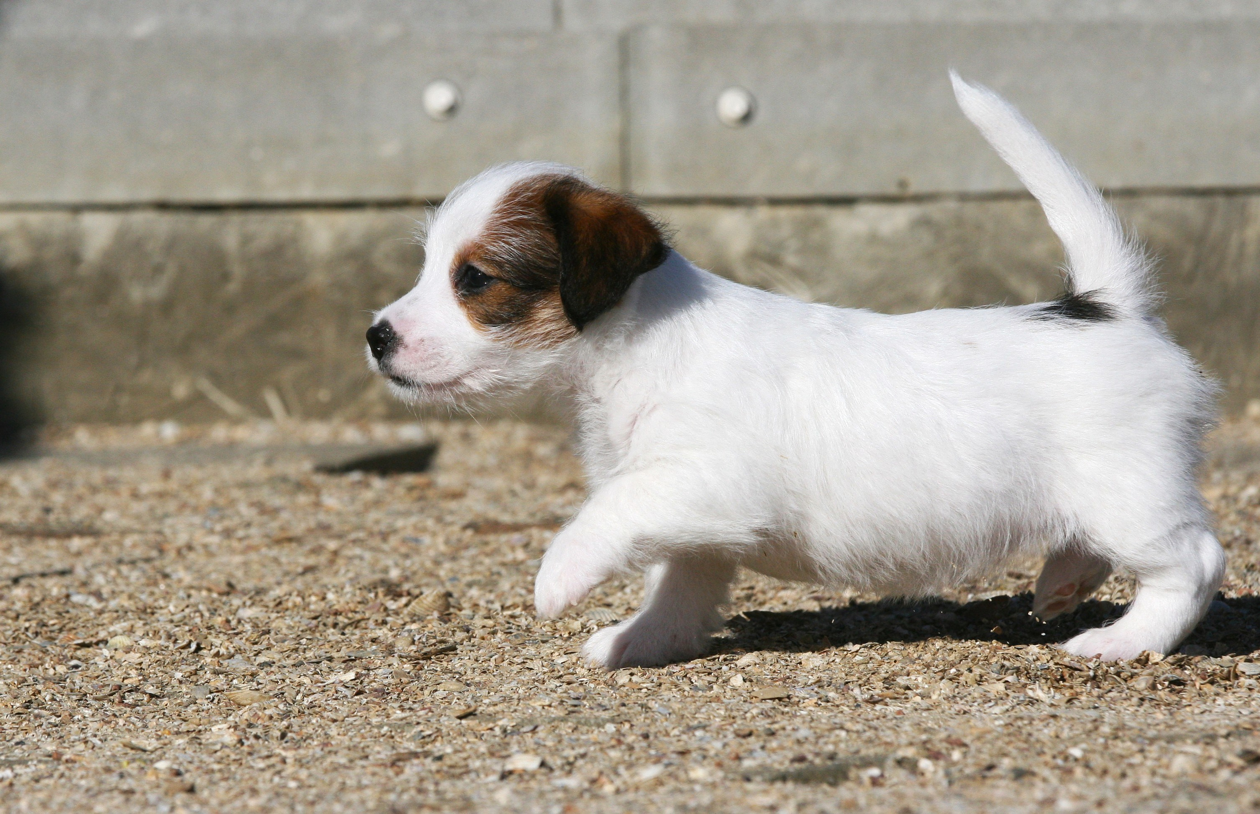 Female 1 brocken not available at this moment. Lovely-Orange питомник джек рассел терьеров