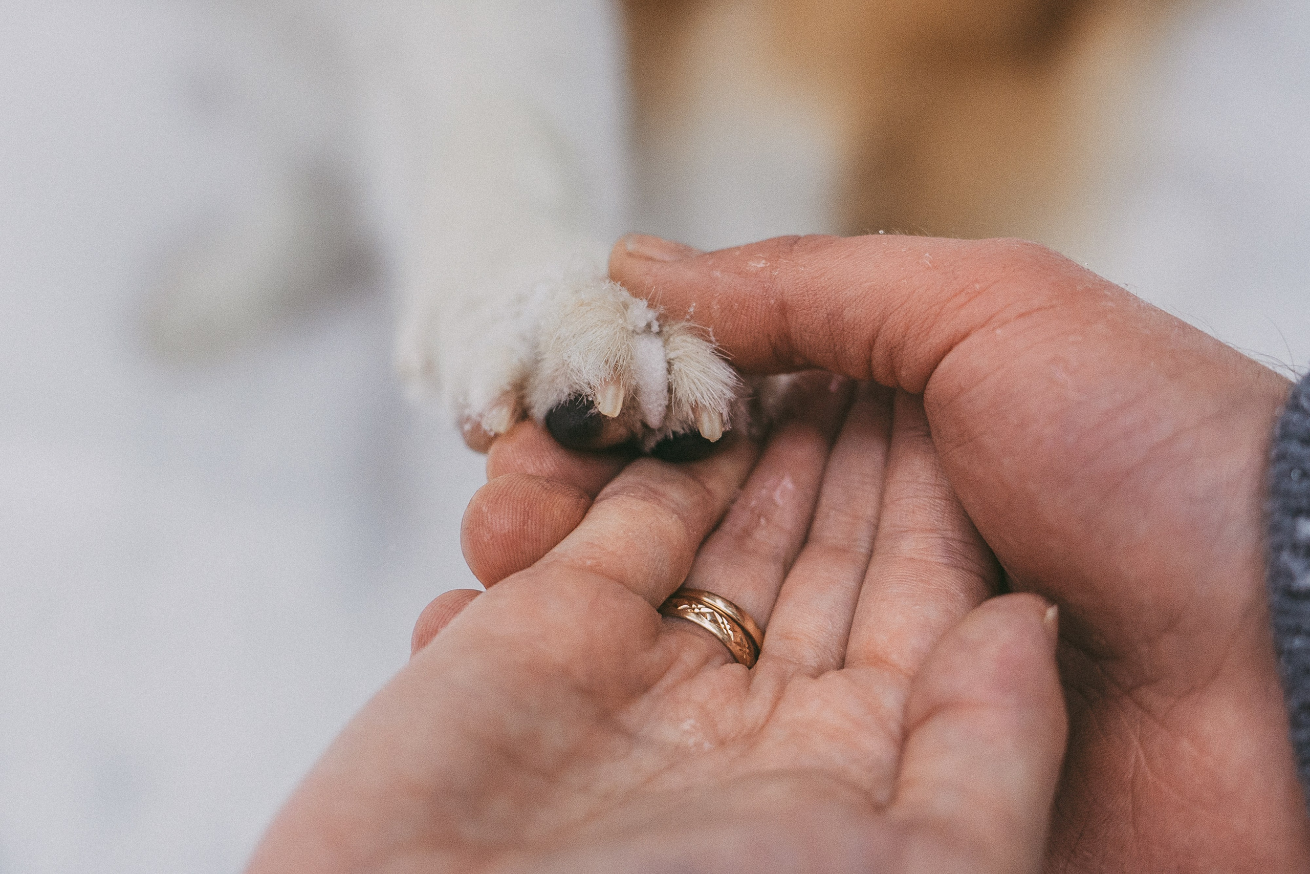 Катя, Анатолий и Елай. Фотограф анималист в Москве и Санкт-Петербурге Свиридова Анна