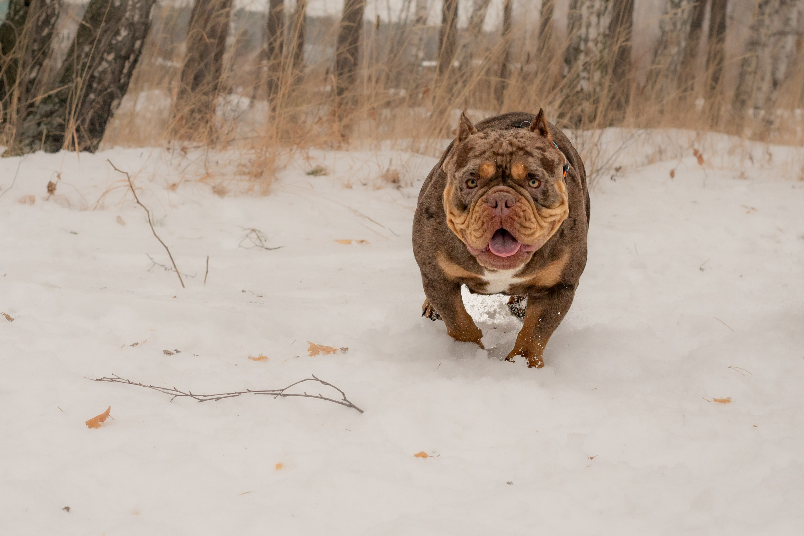 Dog. Фотография — это миг, который фиксирует вечность