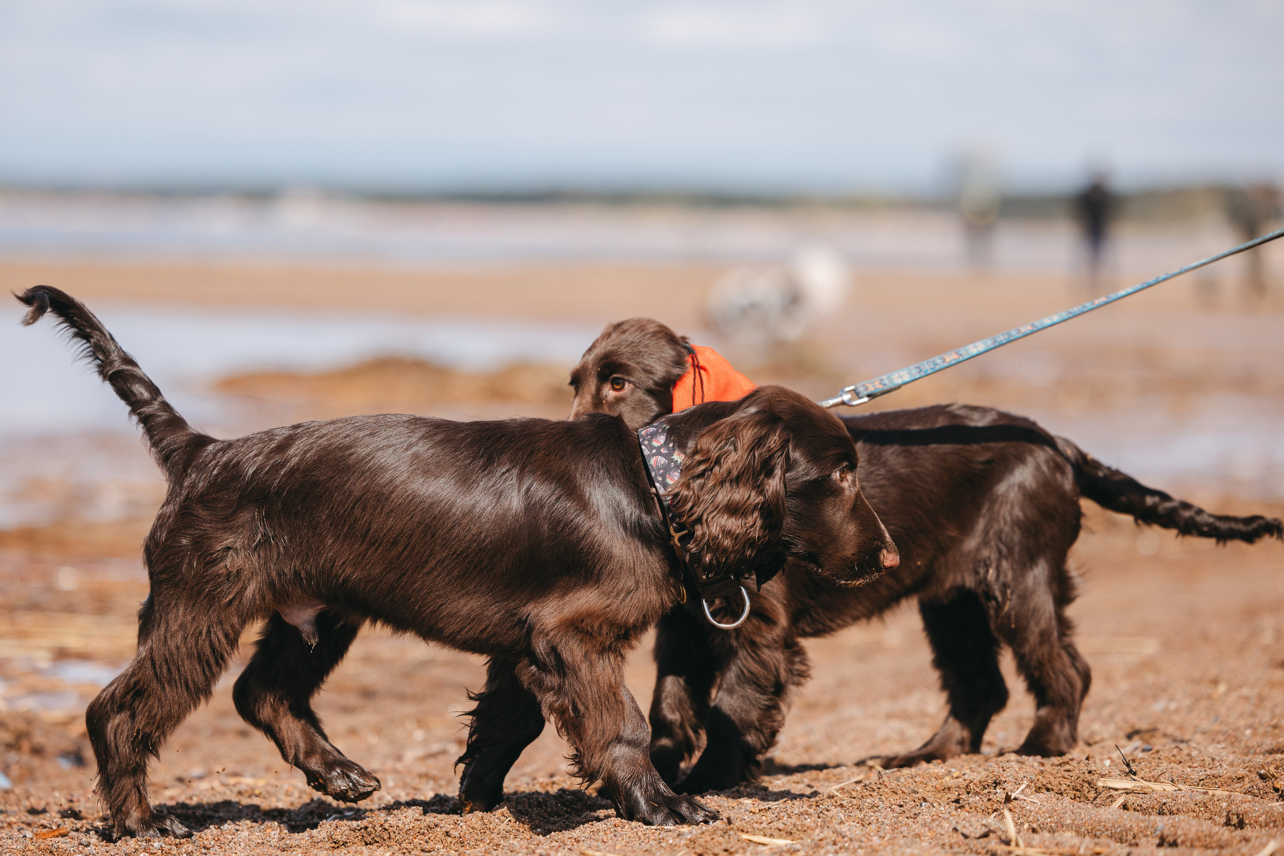 Спанимания. Фотограф анималист Осипчикова Мария