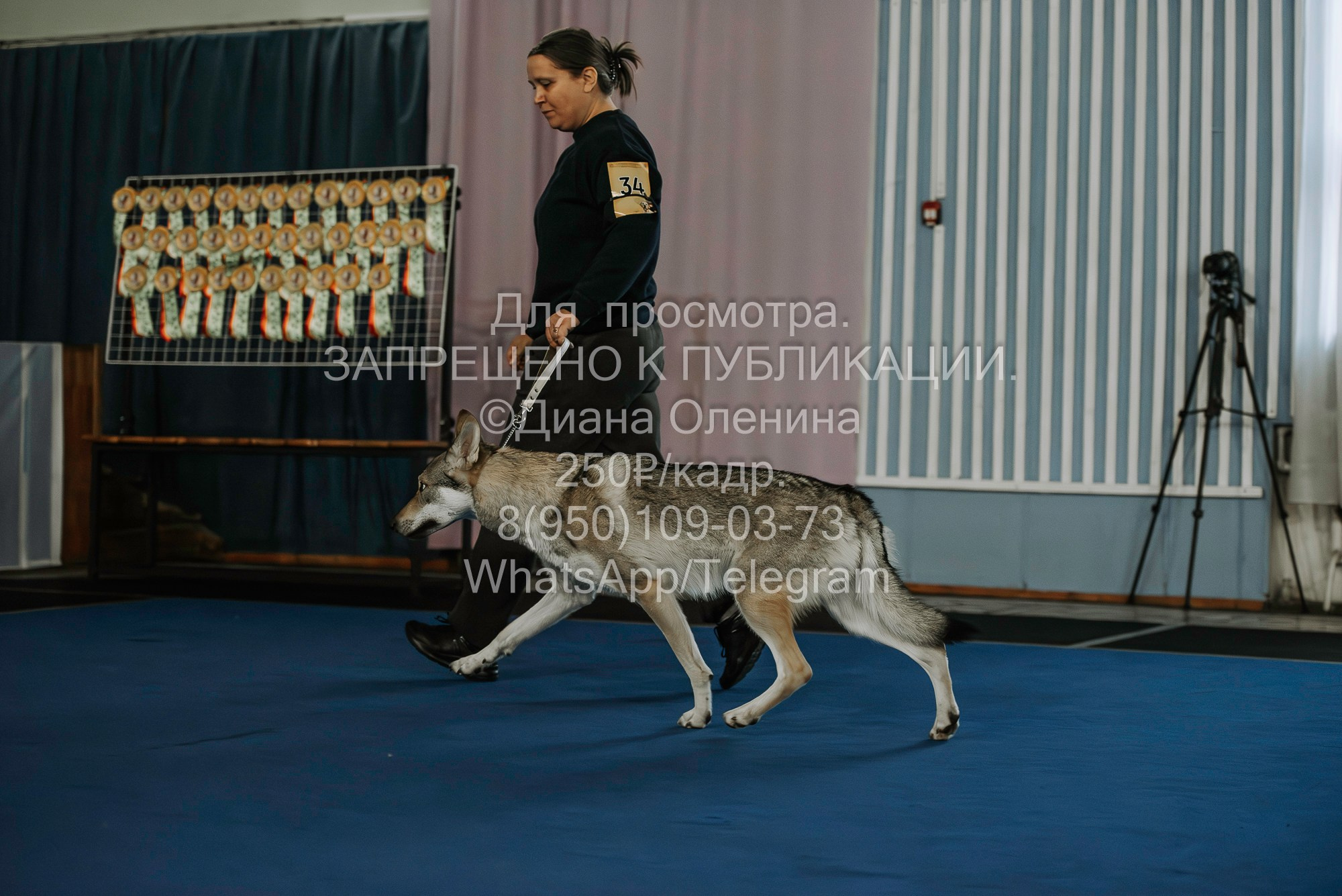 Выставка собак Красноярск 29.10.2023. Фотограф Диана Оленина Красноярск / Братск