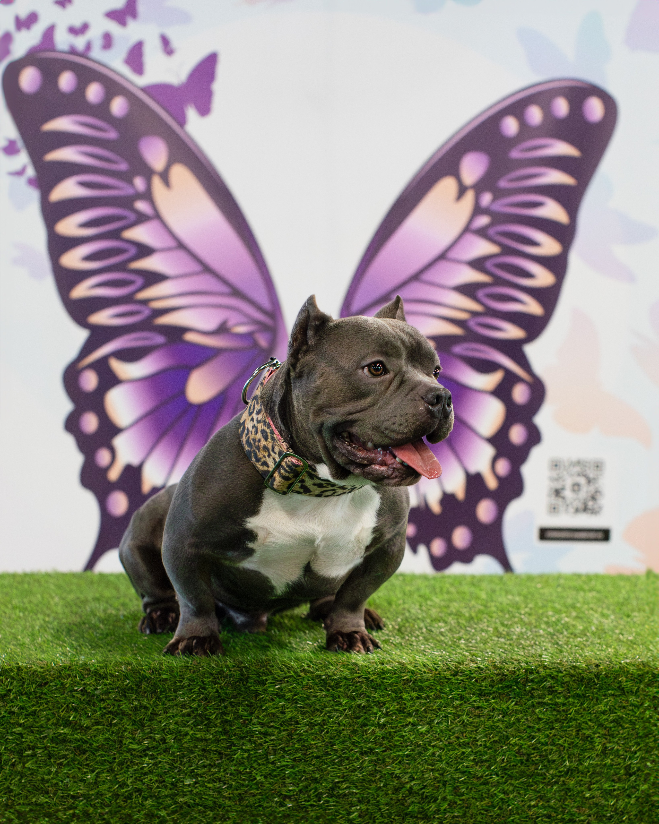 Выставки. Портретная и семейная съемка. Фотограф анималист