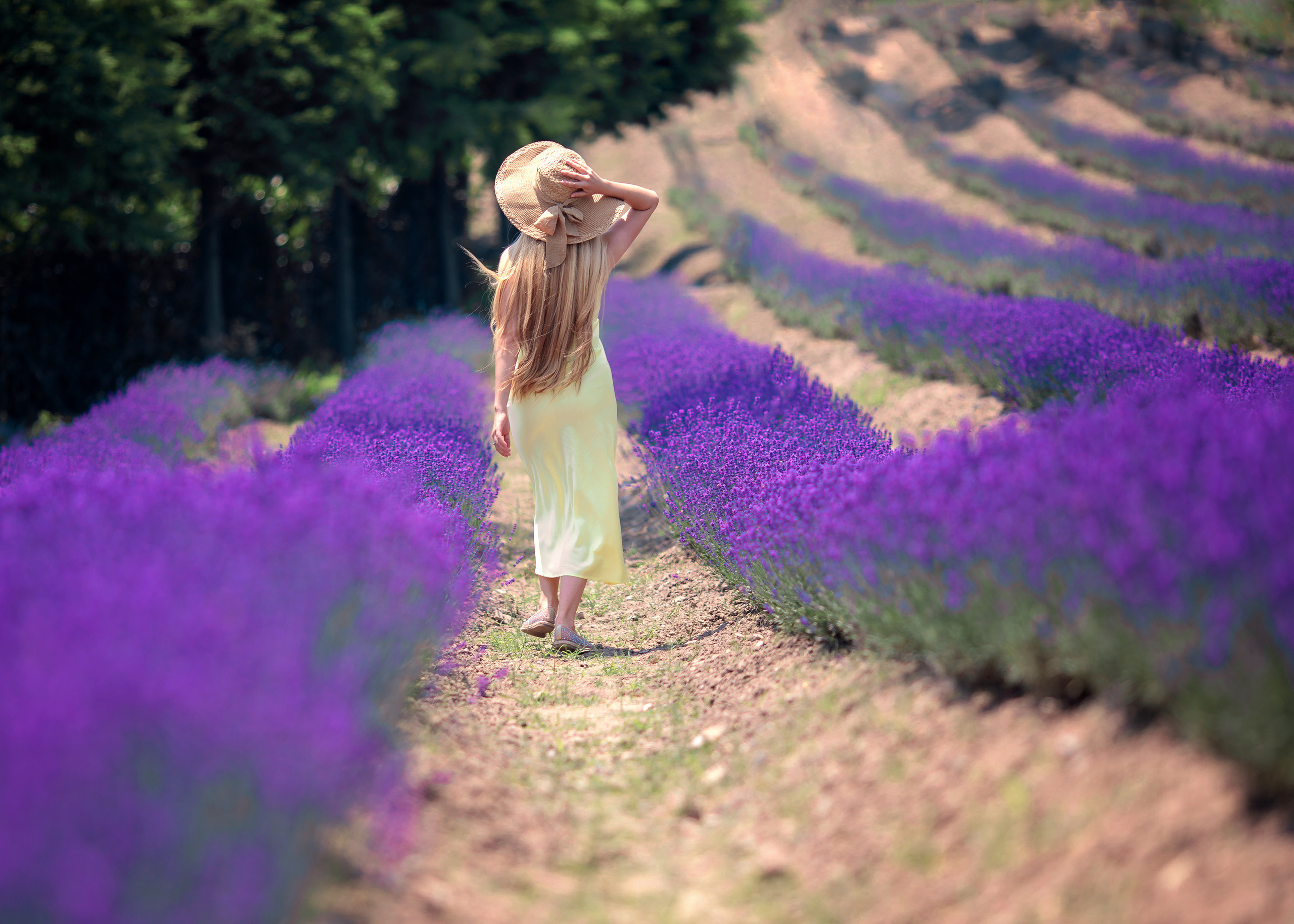 Лавандовые поля. Свадебные видео