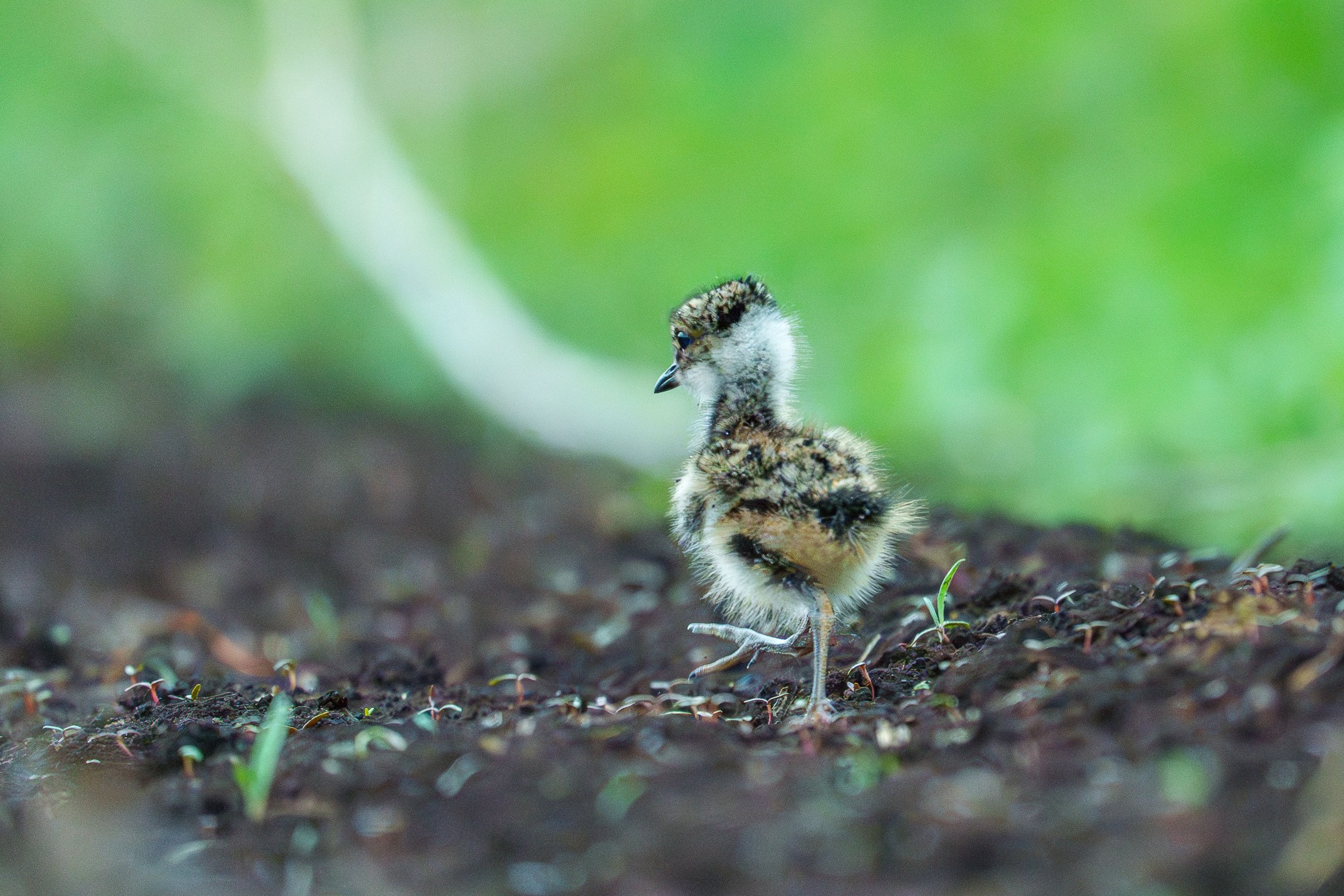 Удивительные мир птиц. Вокруг нас столько прекрасного — присмотритесь!. Ваш личный фотограф Марина Волкова