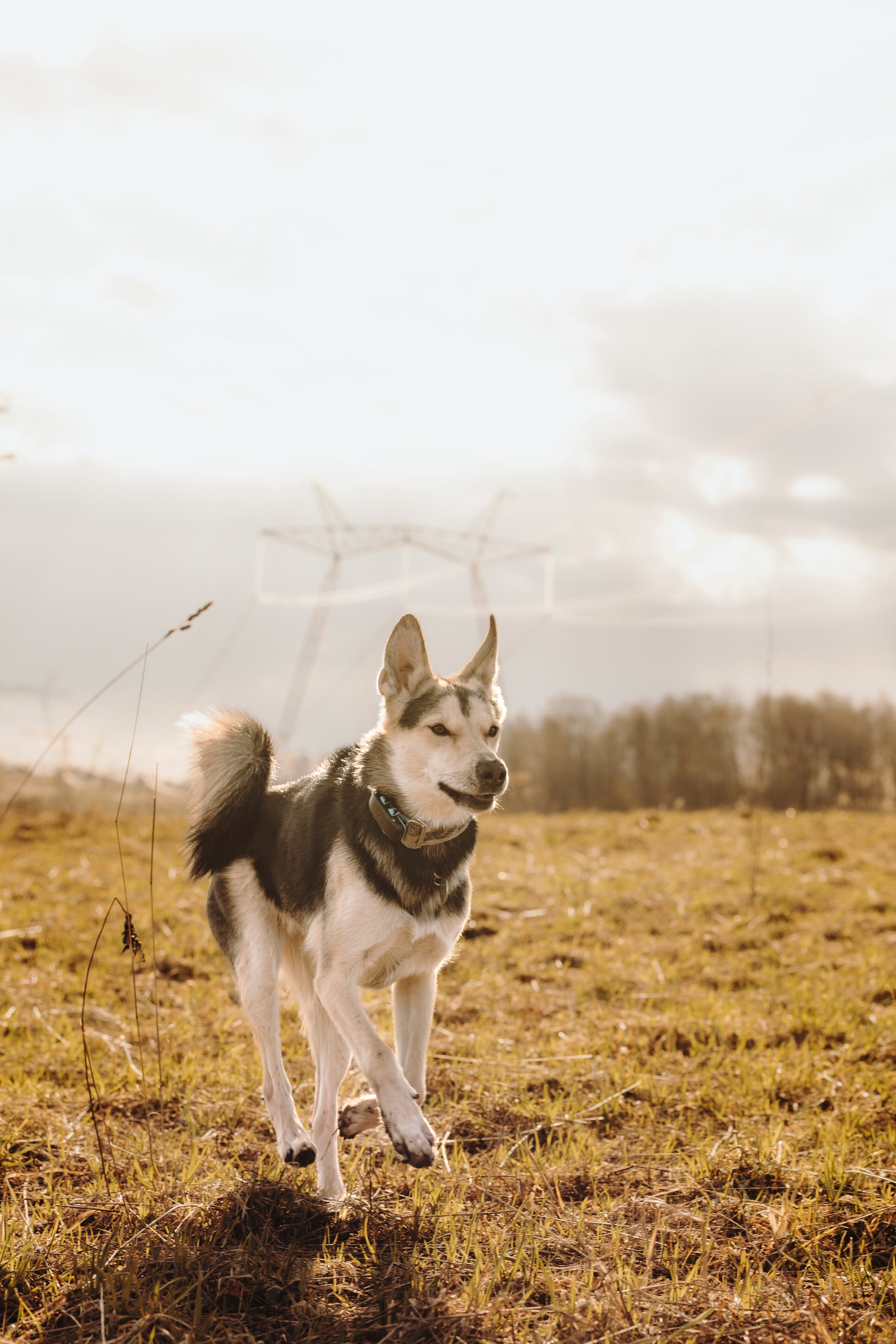 Смена в «DogCamp». Анастасия Белаш