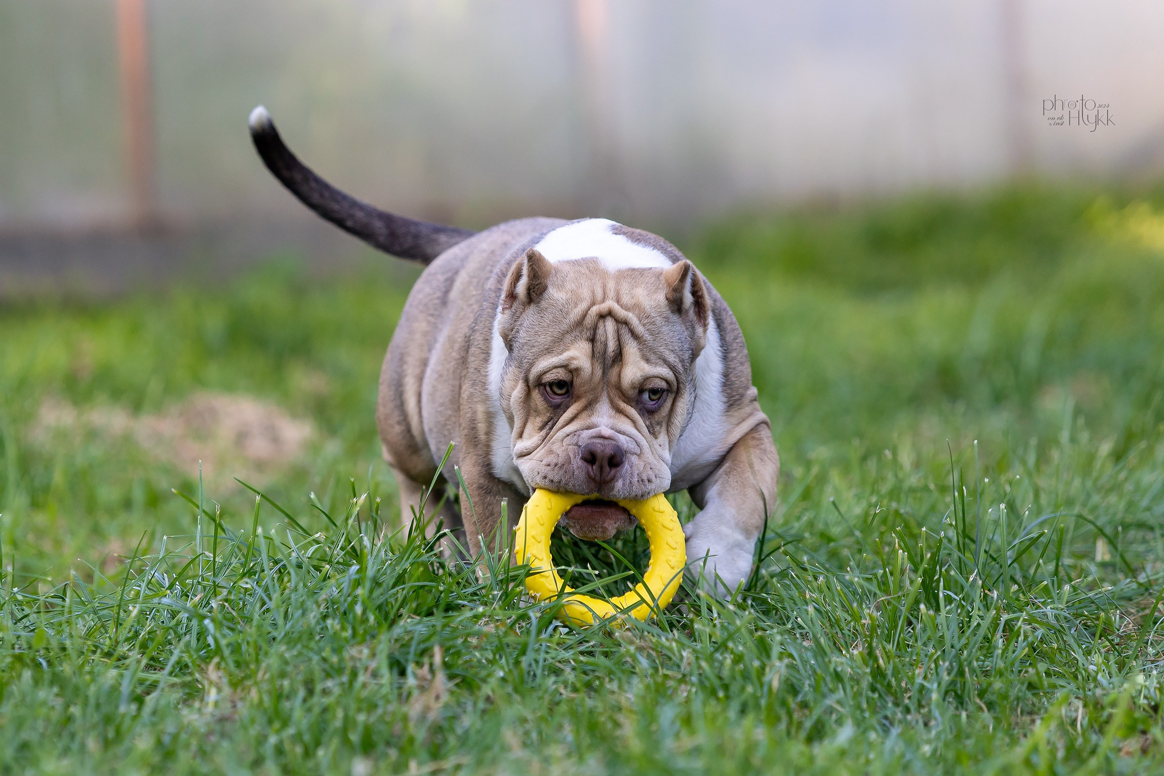 Американские булли. Htykk_photo