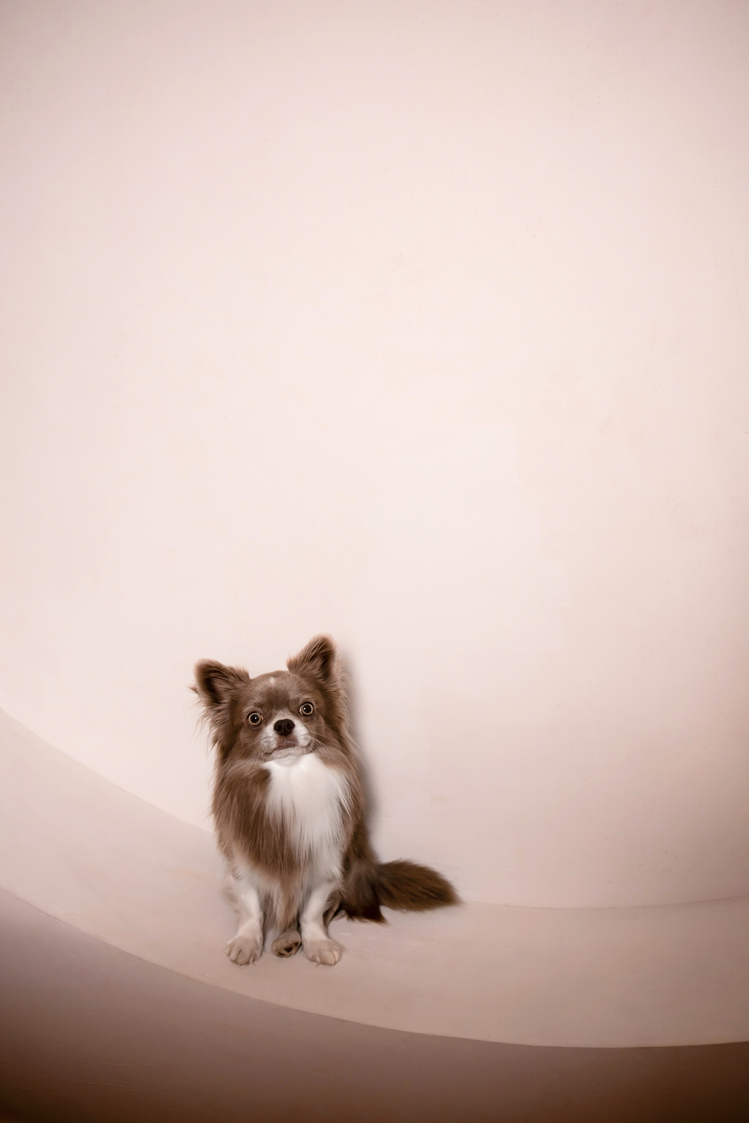 Новогодняя фотосессия девушки в студии. Фотограф-анималист в Краснодаре Маша Мельникова