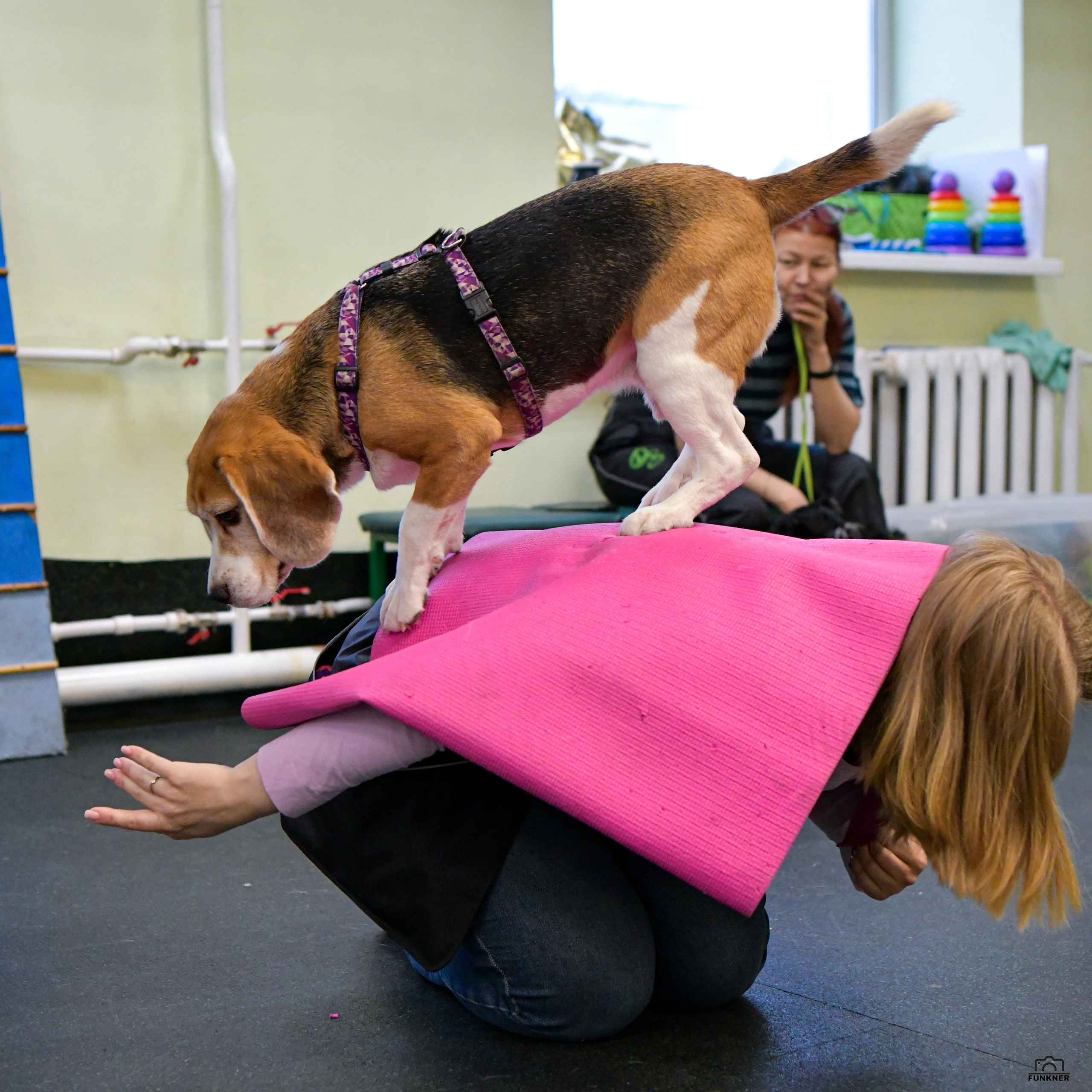 Кинологический клуб «Бодрый хвост». Свой взгляд через объектив