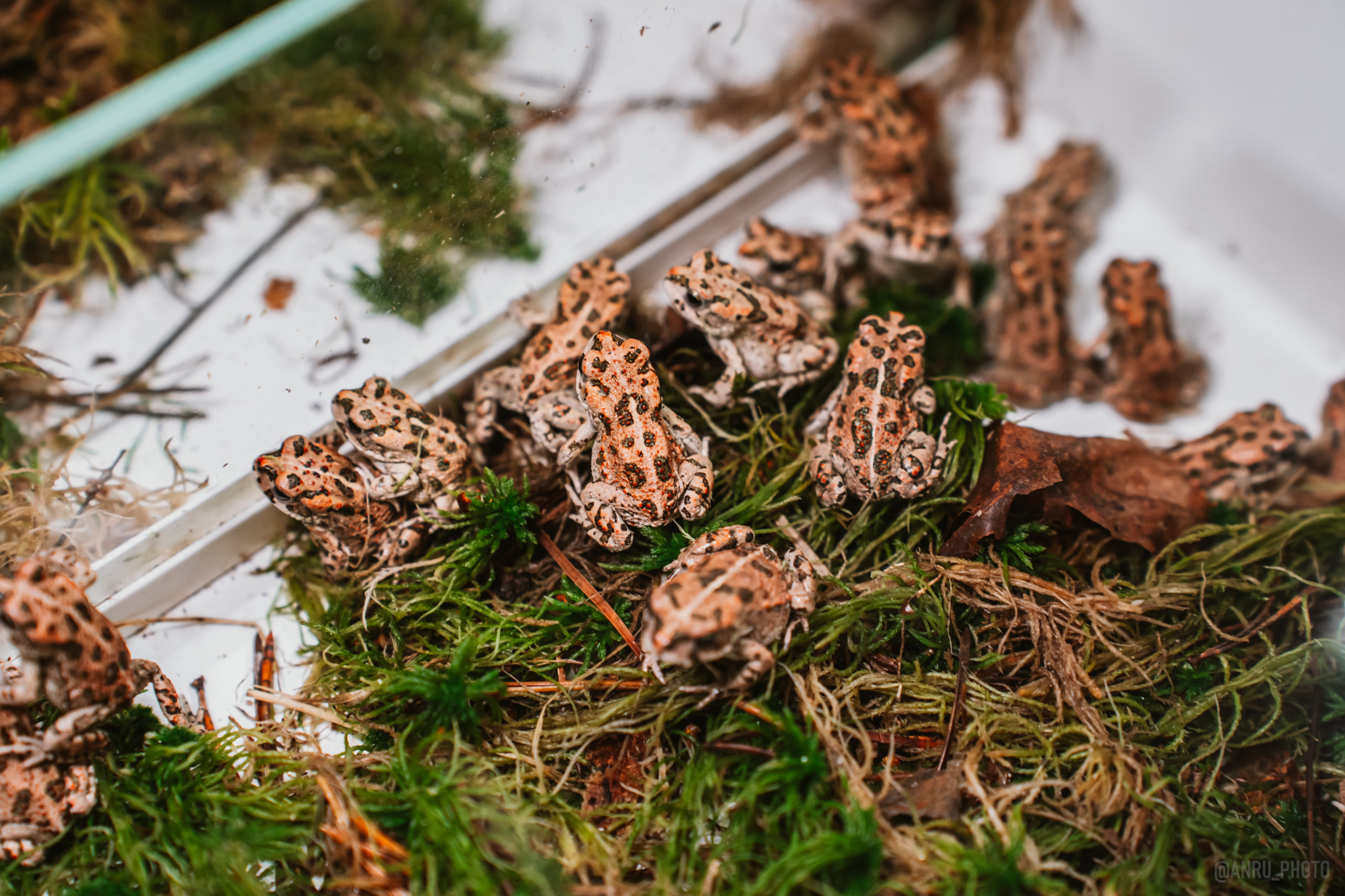 Рептилиум. Репортажный фотограф Анастасия Рубцова