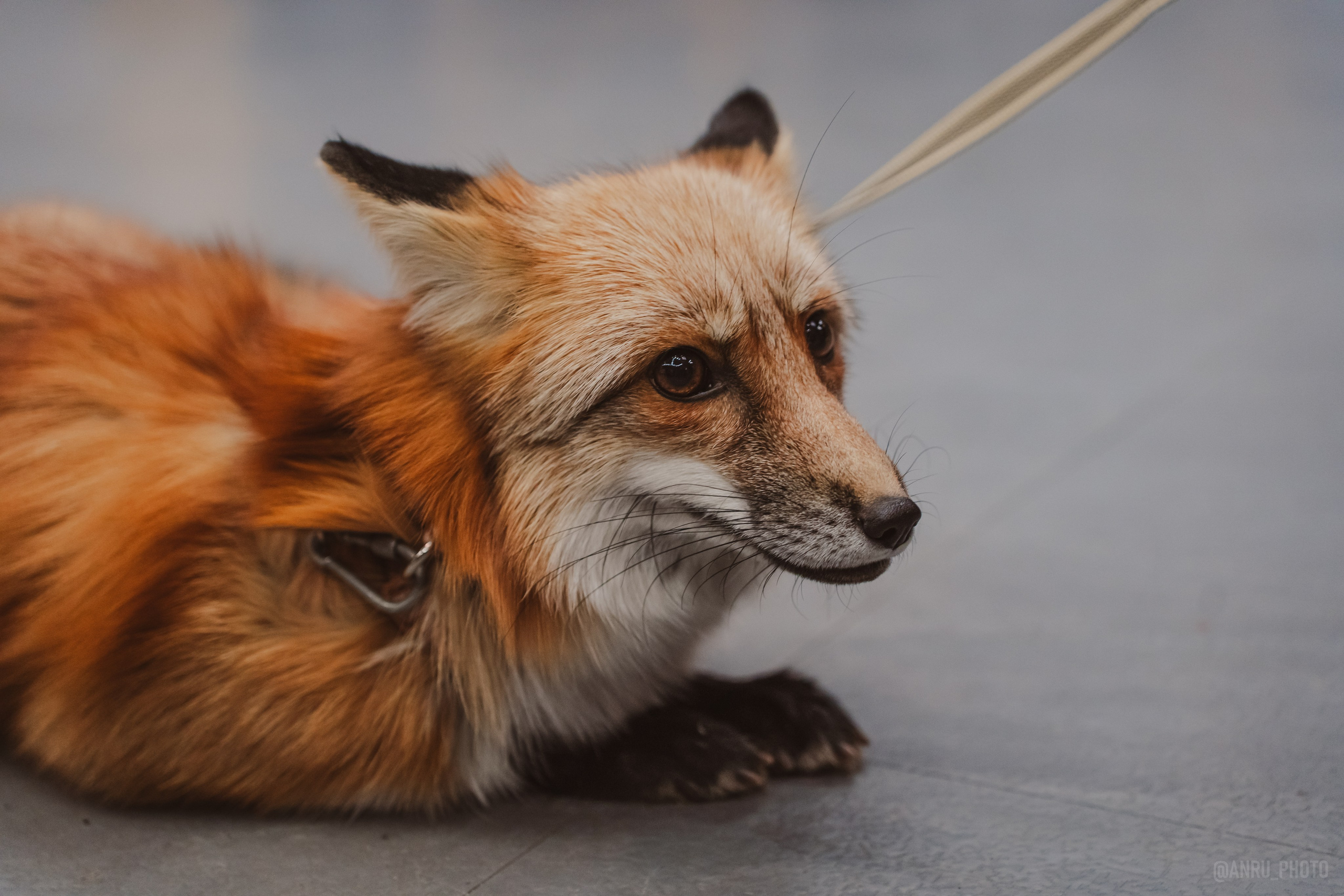 Fox Family fest. Репортажный фотограф Анастасия Рубцова