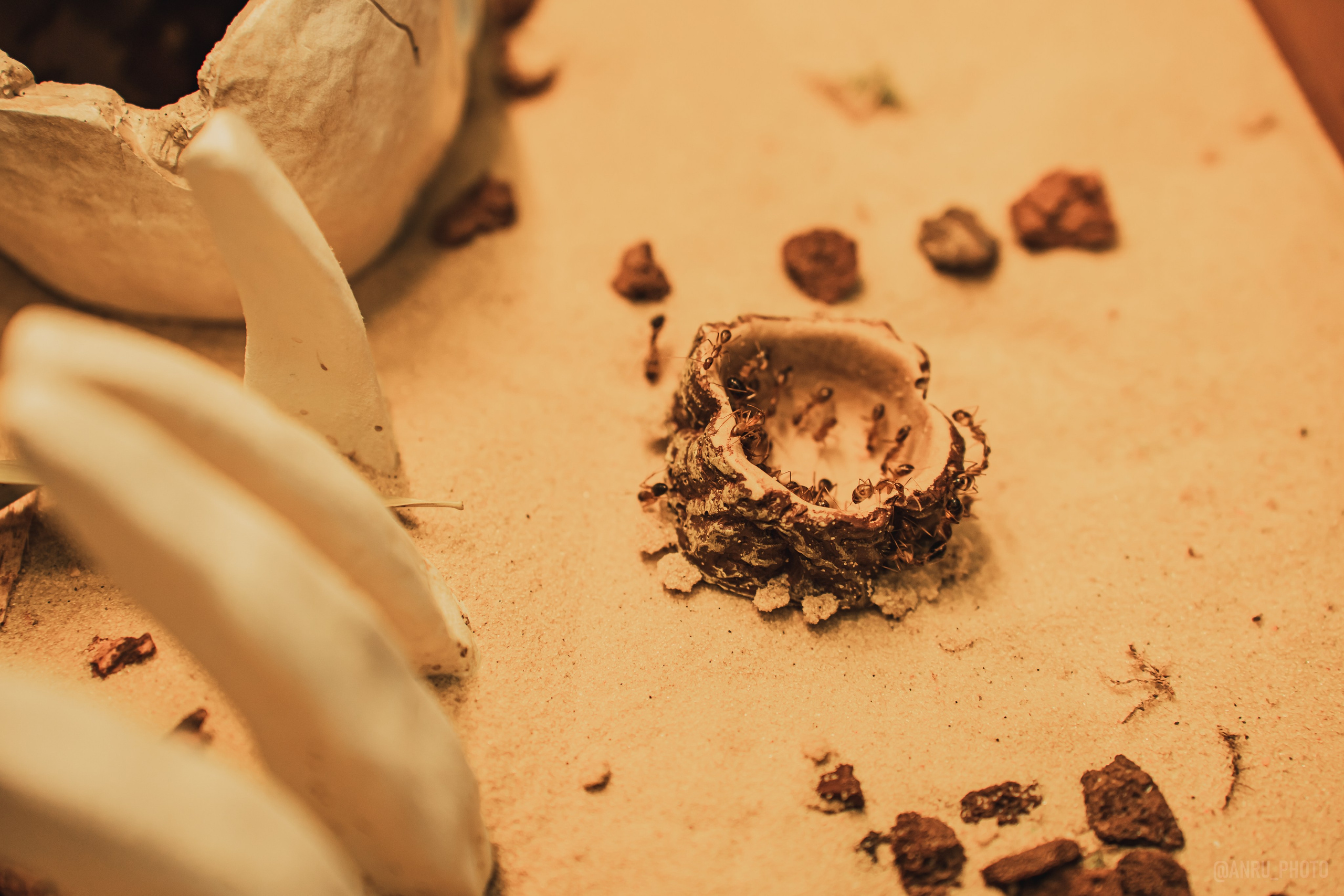 Fox Family fest. Репортажный фотограф Анастасия Рубцова