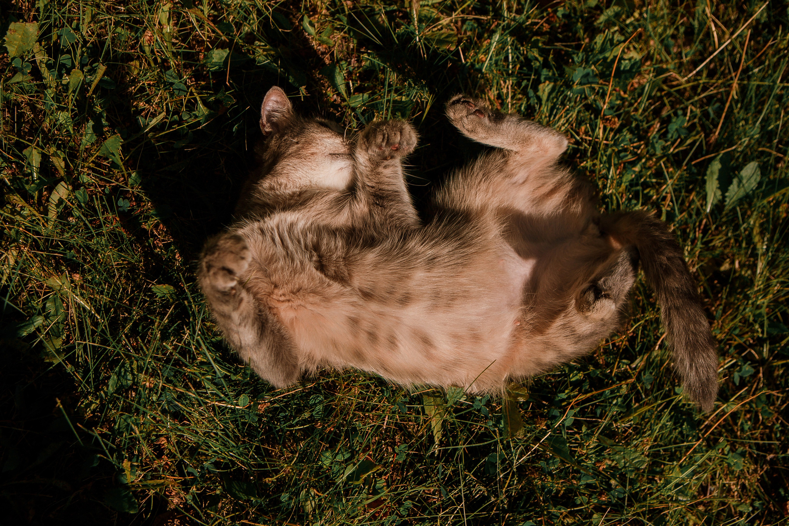 Алые паруса. Свадебный фотограф в Москве, Самаре, Тольятти