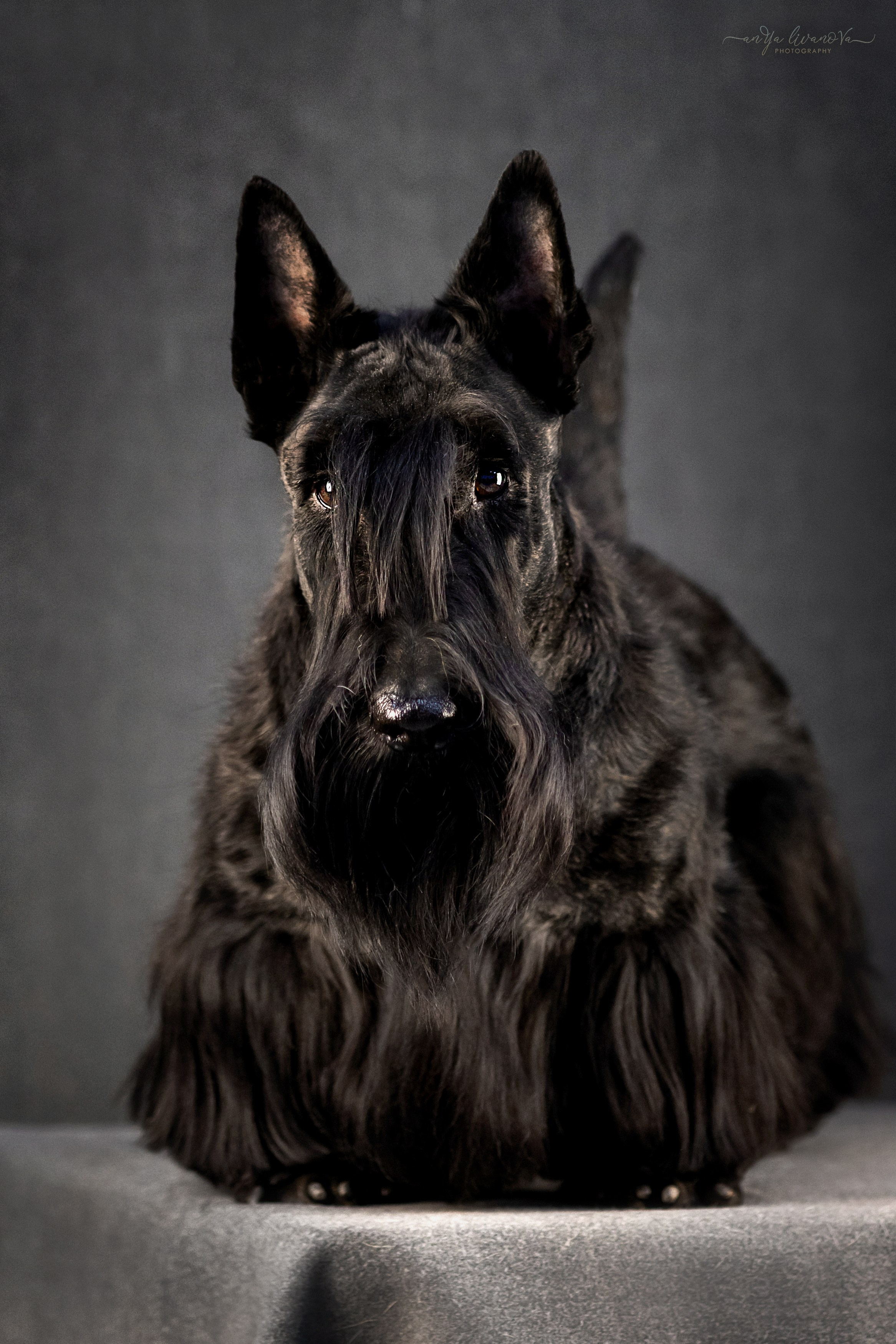 Фант. Фотограф анималист Аня Ливанова | Рыбинск