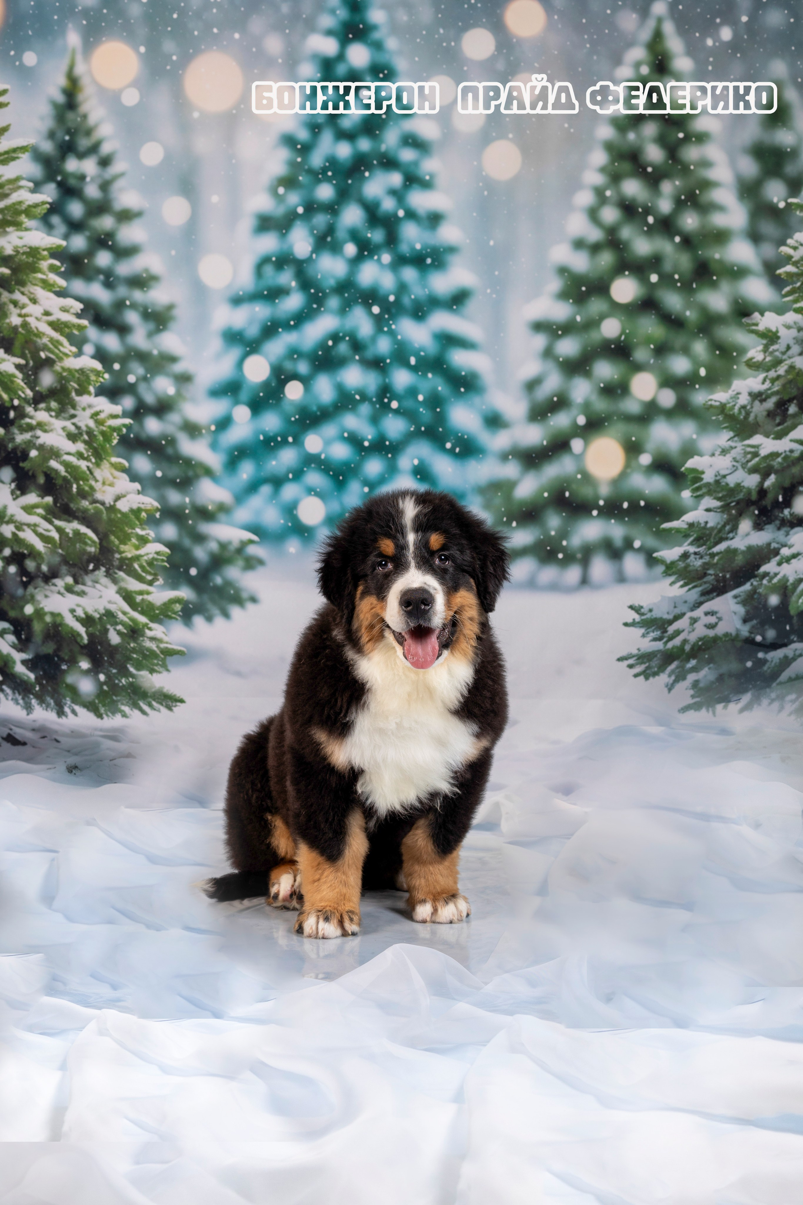 Бонжерон прайд. Фотограф 📸 семейный, предметный, репортажный