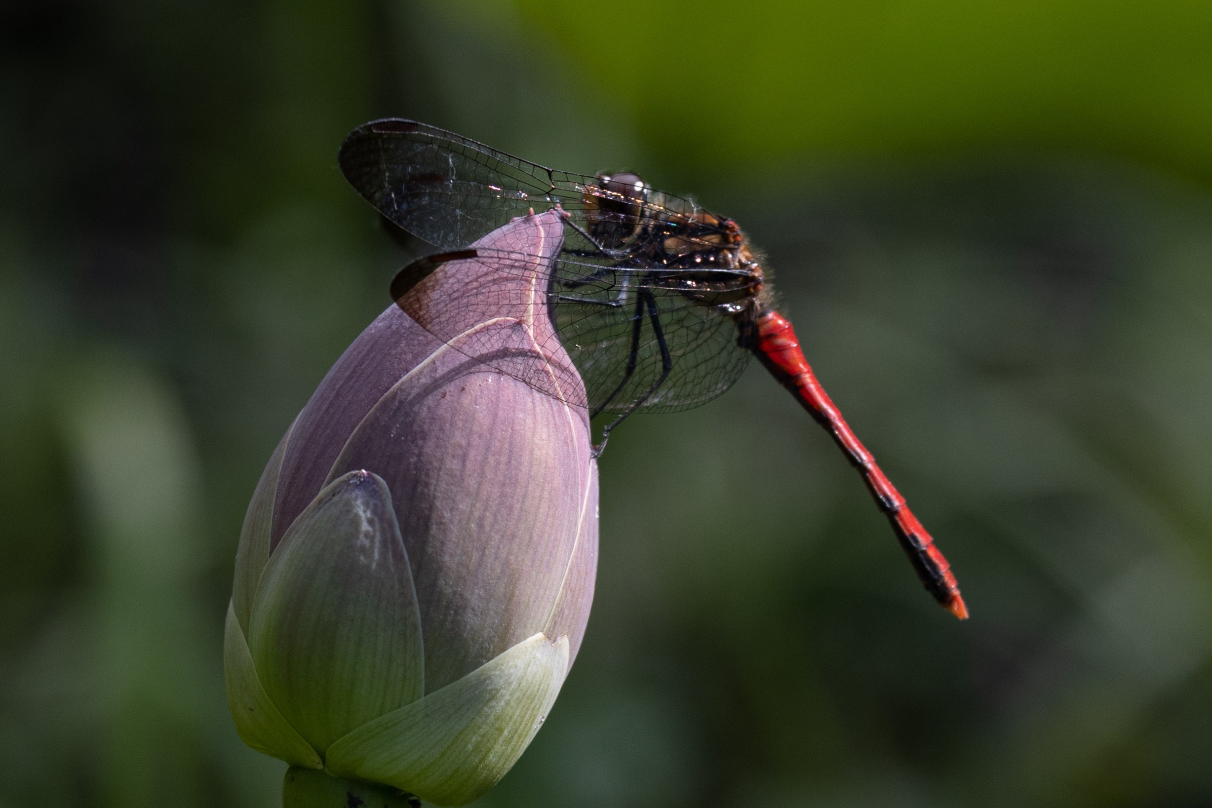 Озеро лотосов. Дальний Восток — природа и достопримечательности