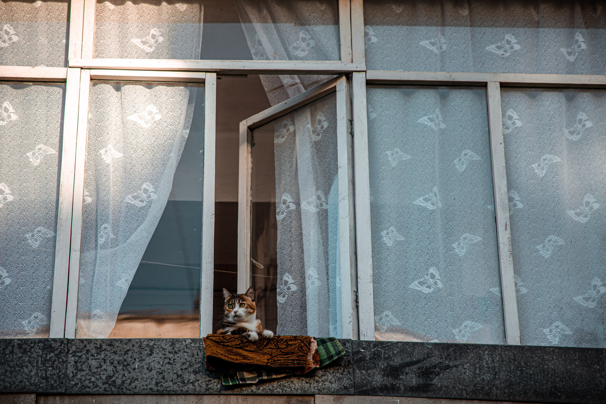 Фотограф Татьяна Марсуверских г. Жуковский, Москва и Мо. Репортажные съёмки, фотосессии,  фотограф анималист, фотосъёмка животных. Фотограф для маркетплейсов, фотоуслуги в Жуковском Татьяна Марсуверских
