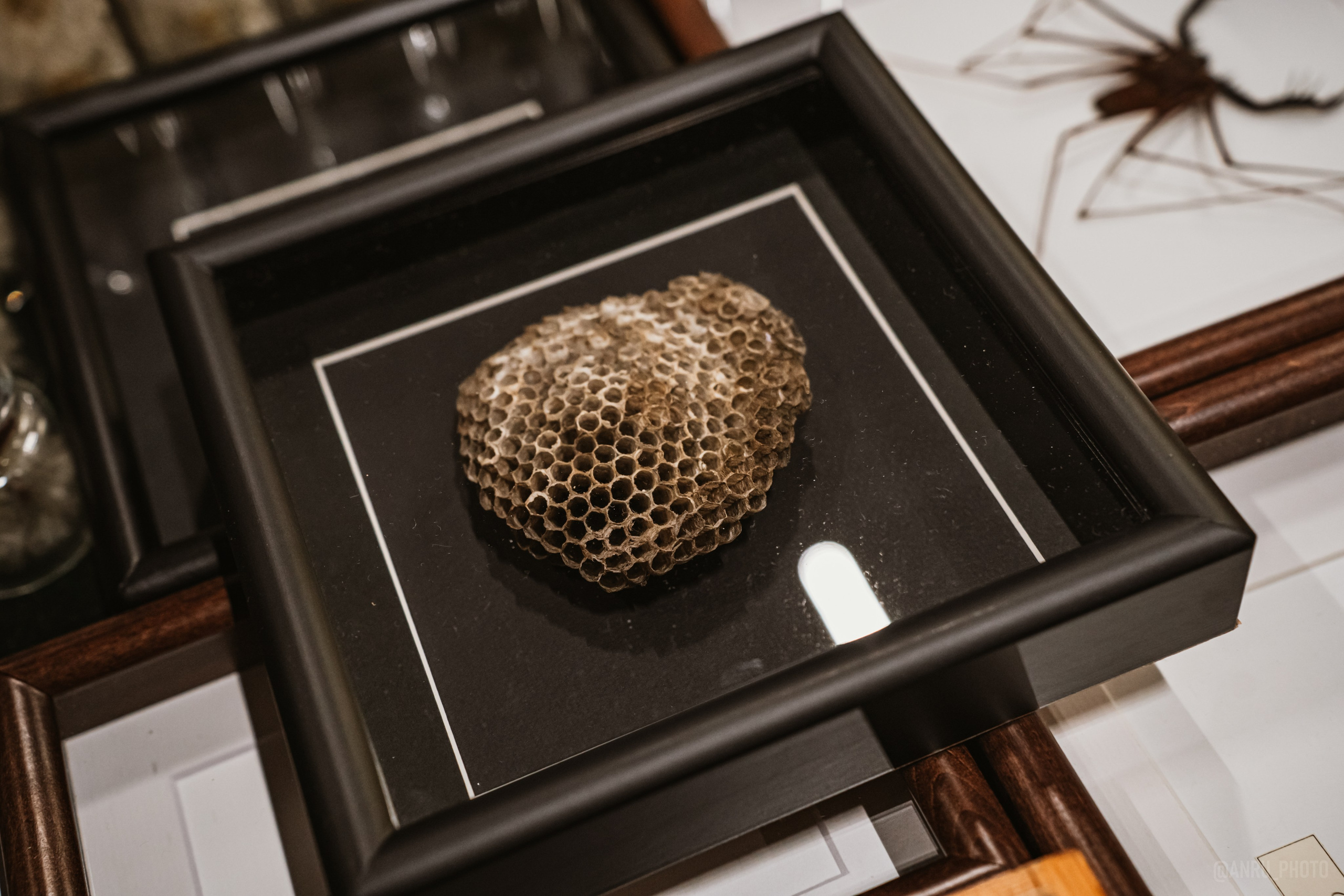 Рептилиум (ручная работа). Репортажный фотограф Анастасия Рубцова